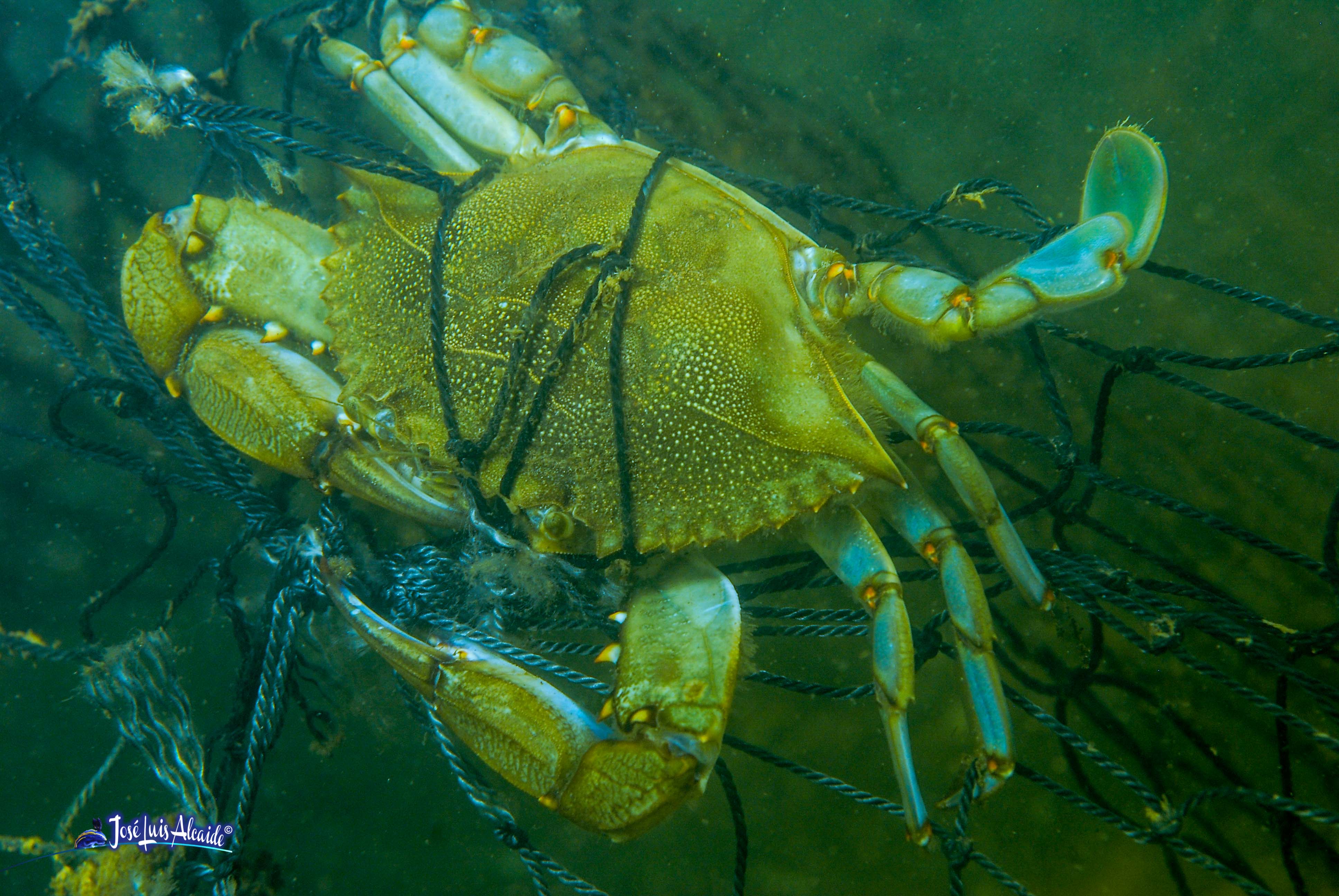 Callinectes sapidus jaiba