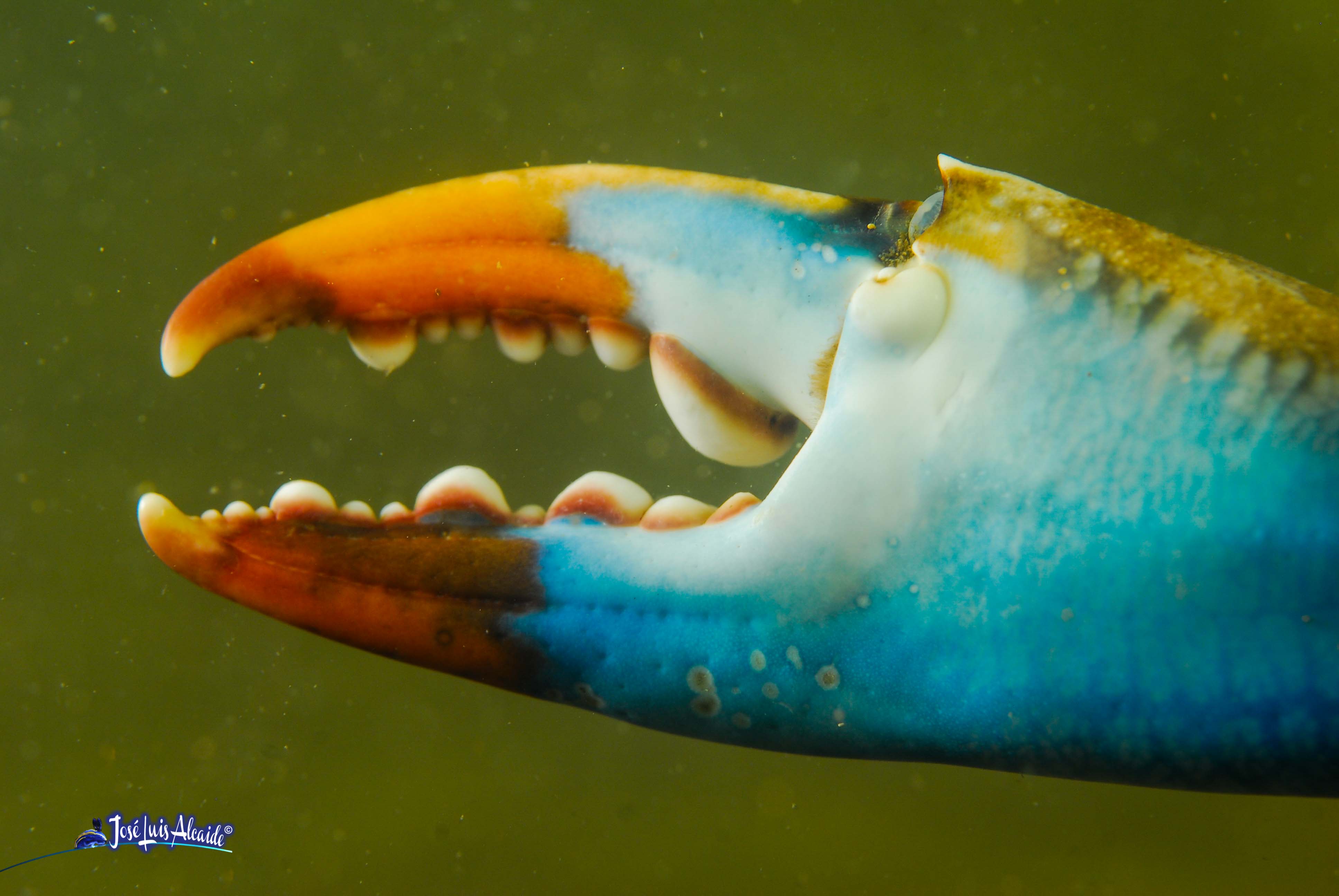 Callinectes sapidus jaiba