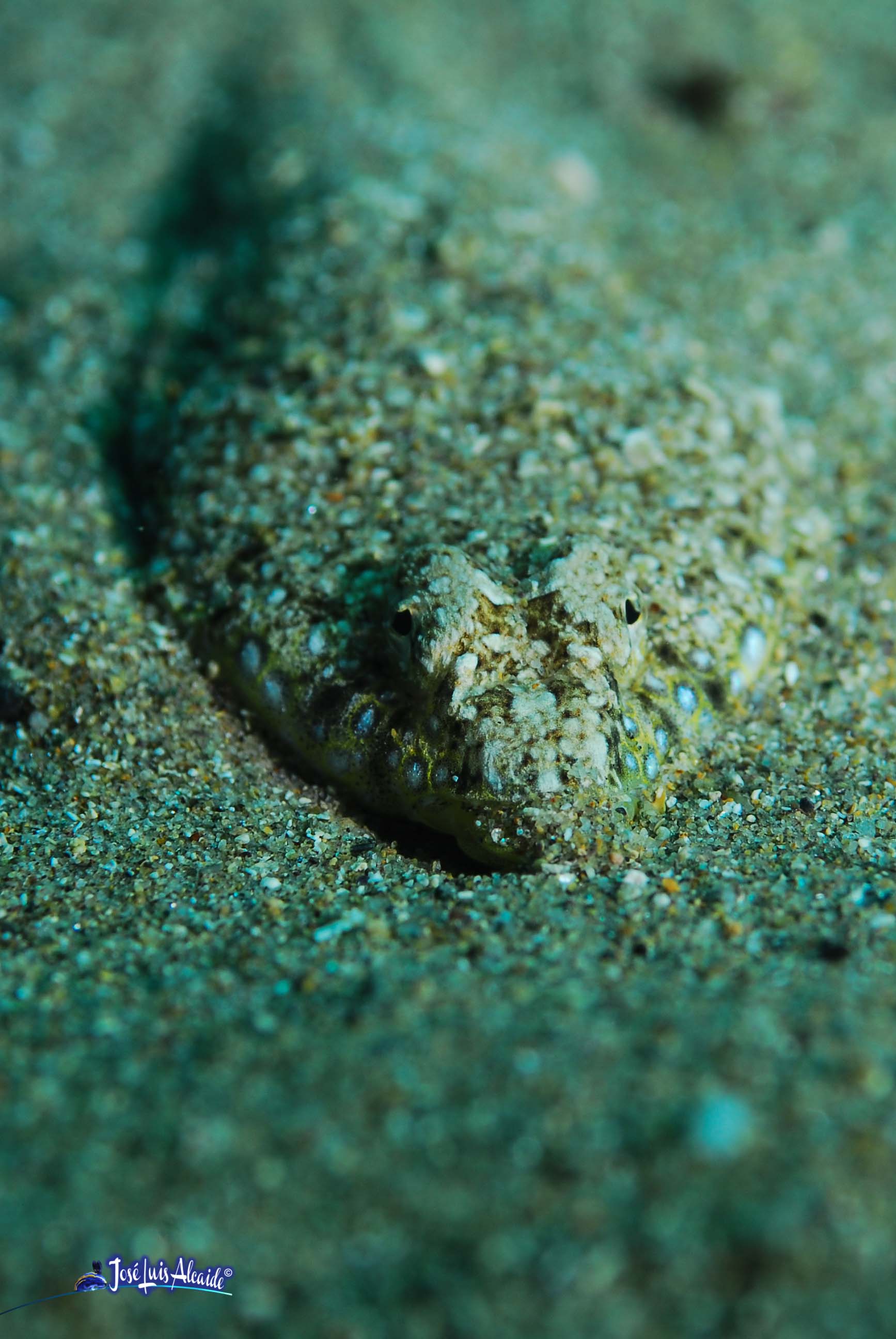 Callionymus pusillus dragón