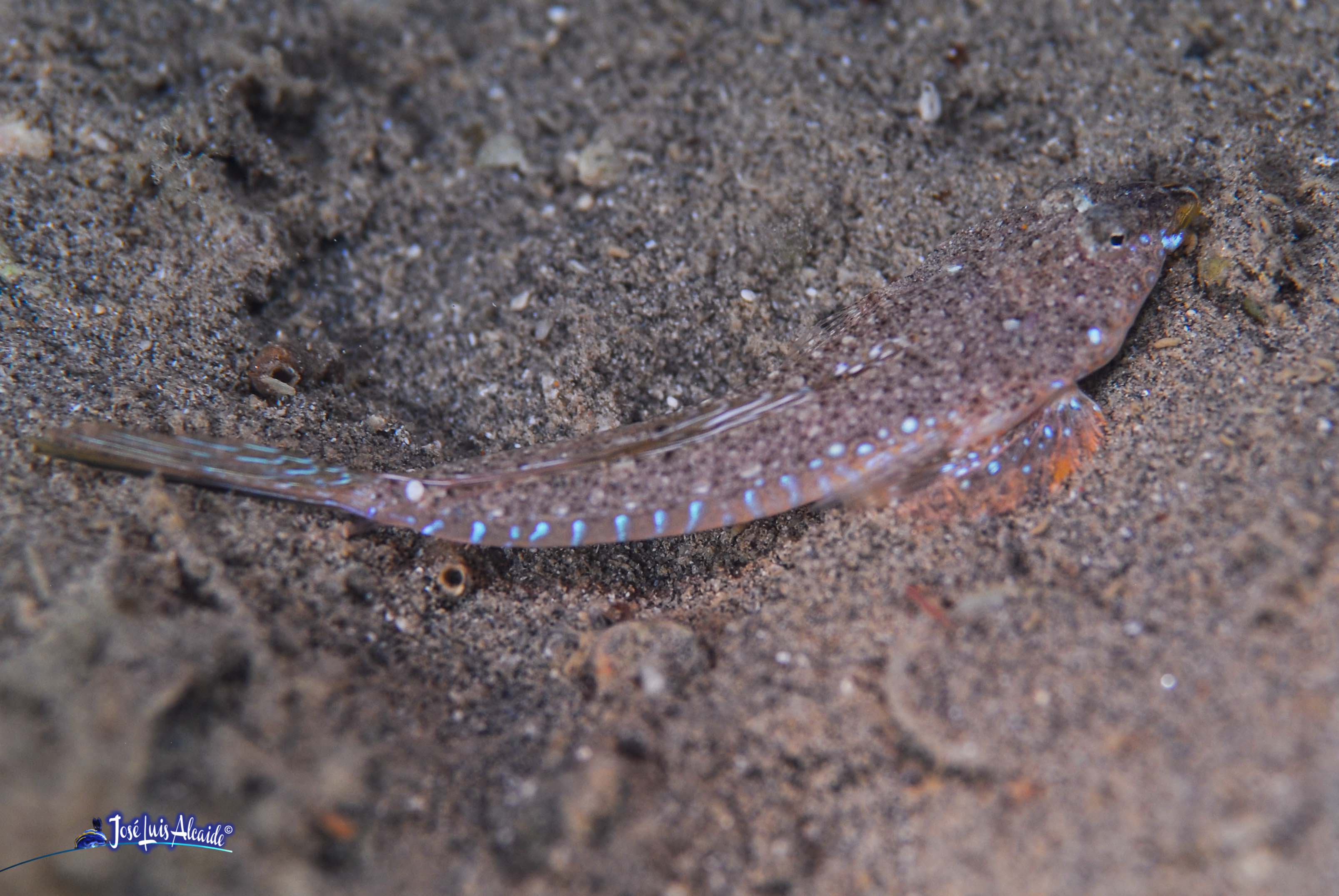 Callionymus pusillus dragón