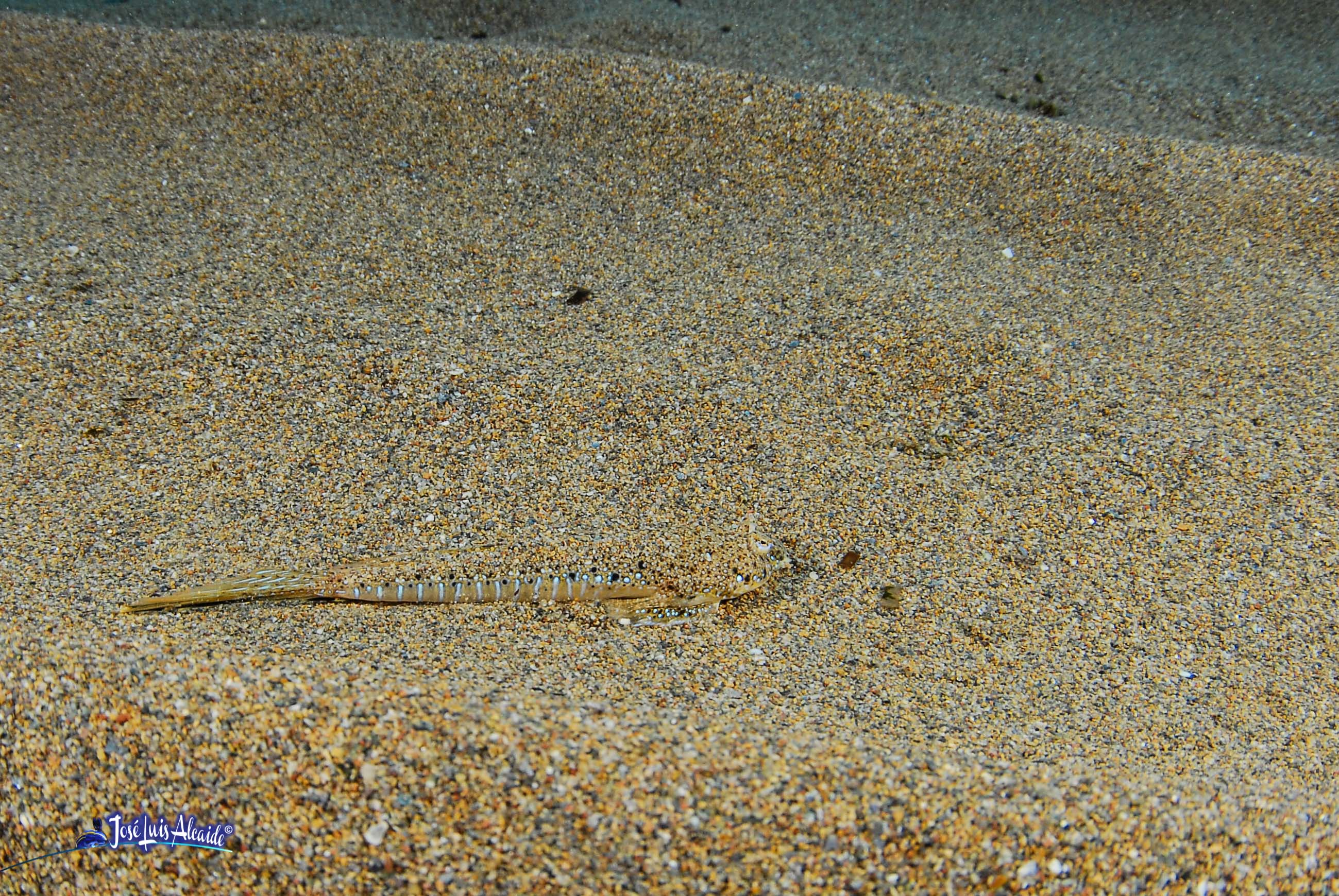 Callionymus pusillus dragón