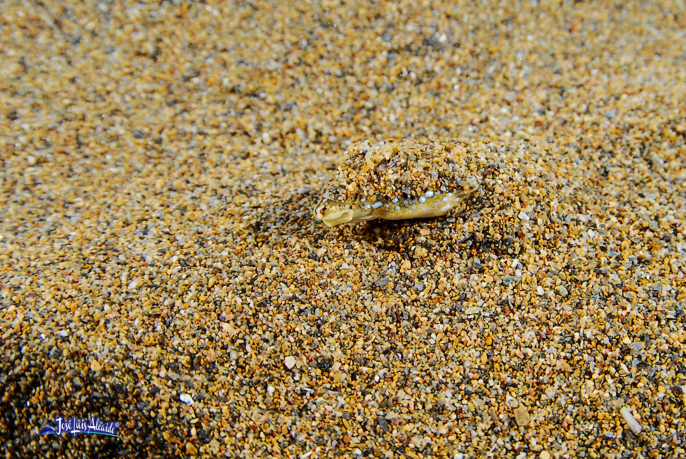 Callionymus pusillus dragón