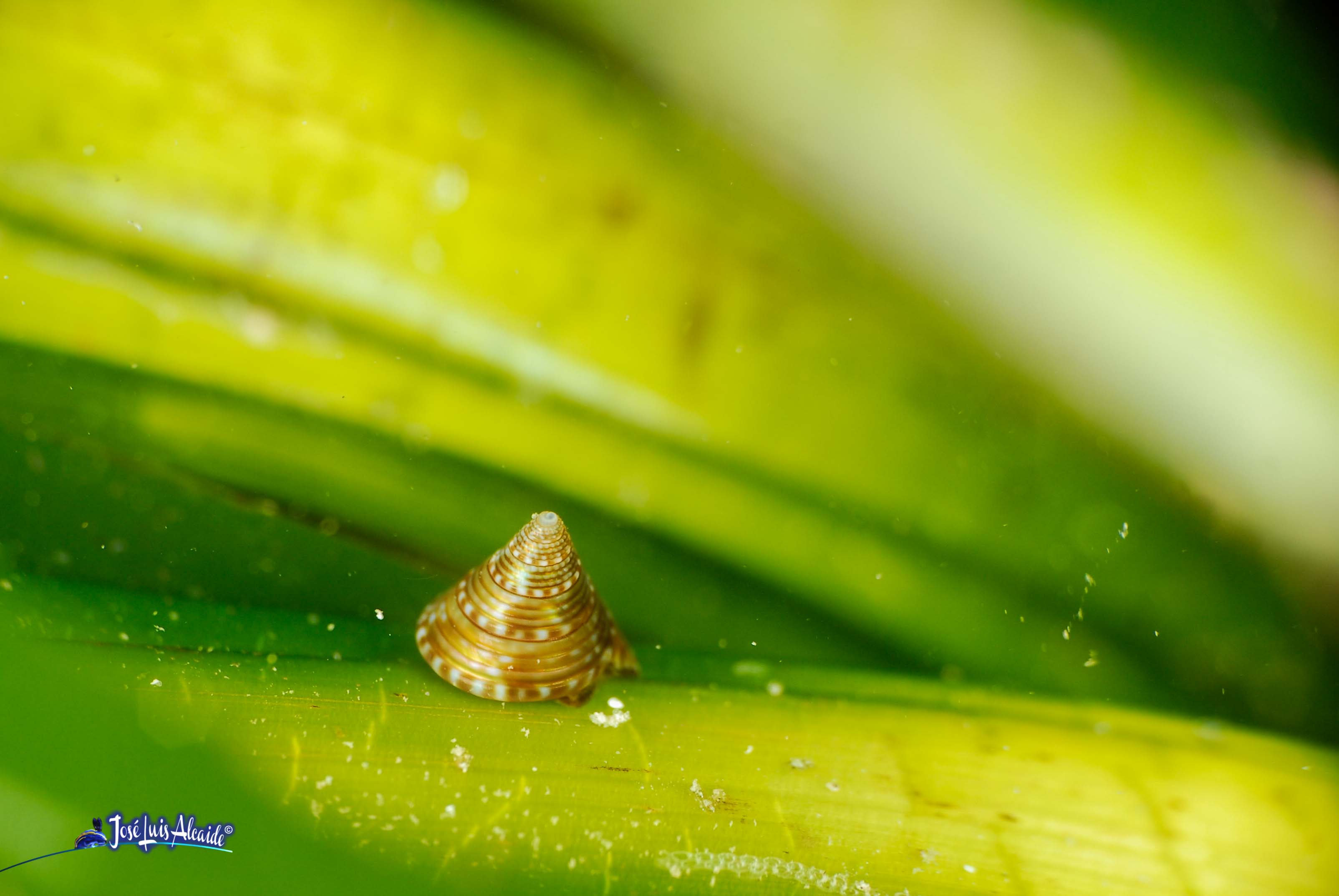 Calliostoma zizyphinum concha pintada