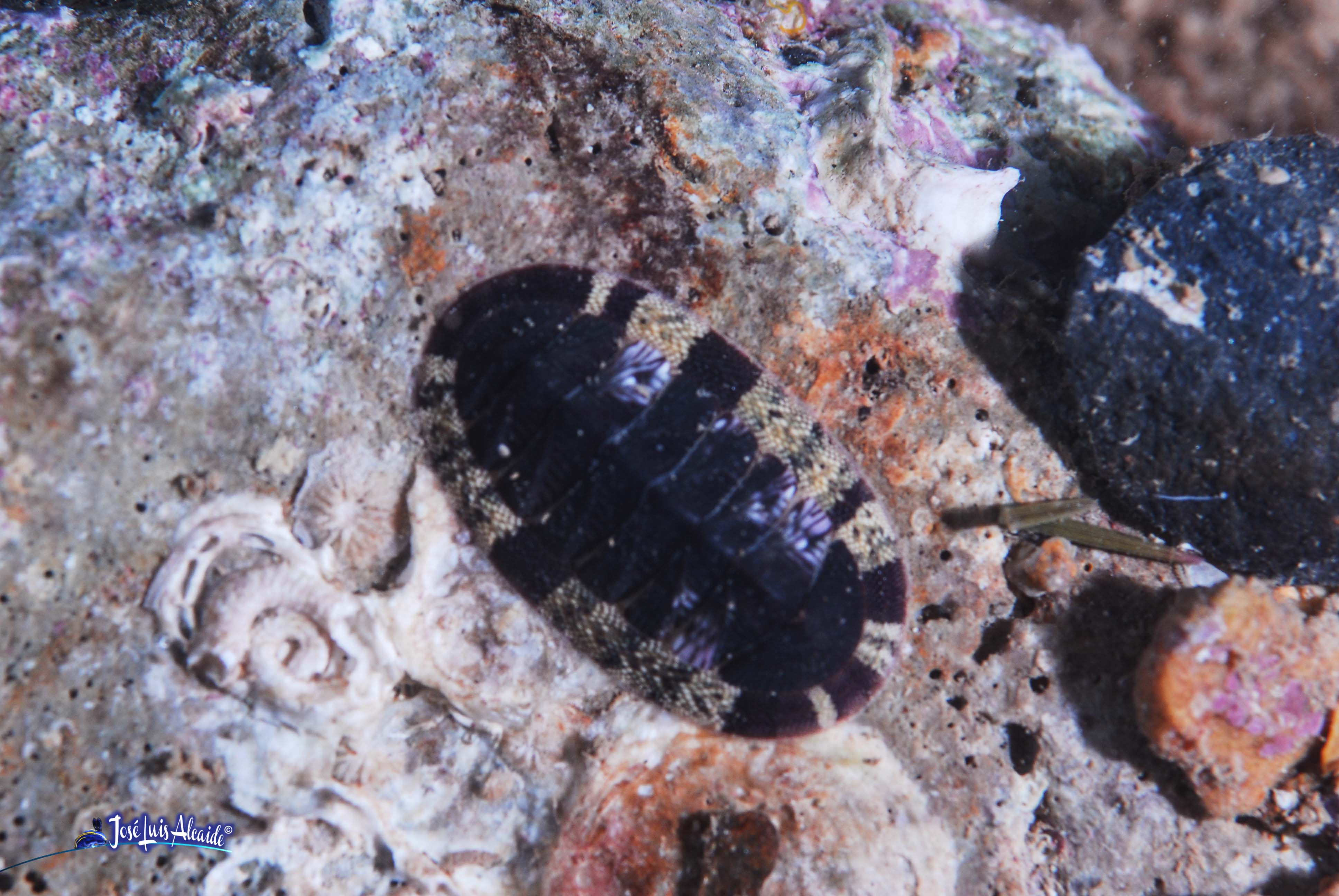 Callochiton septemvalvis chitón quitón