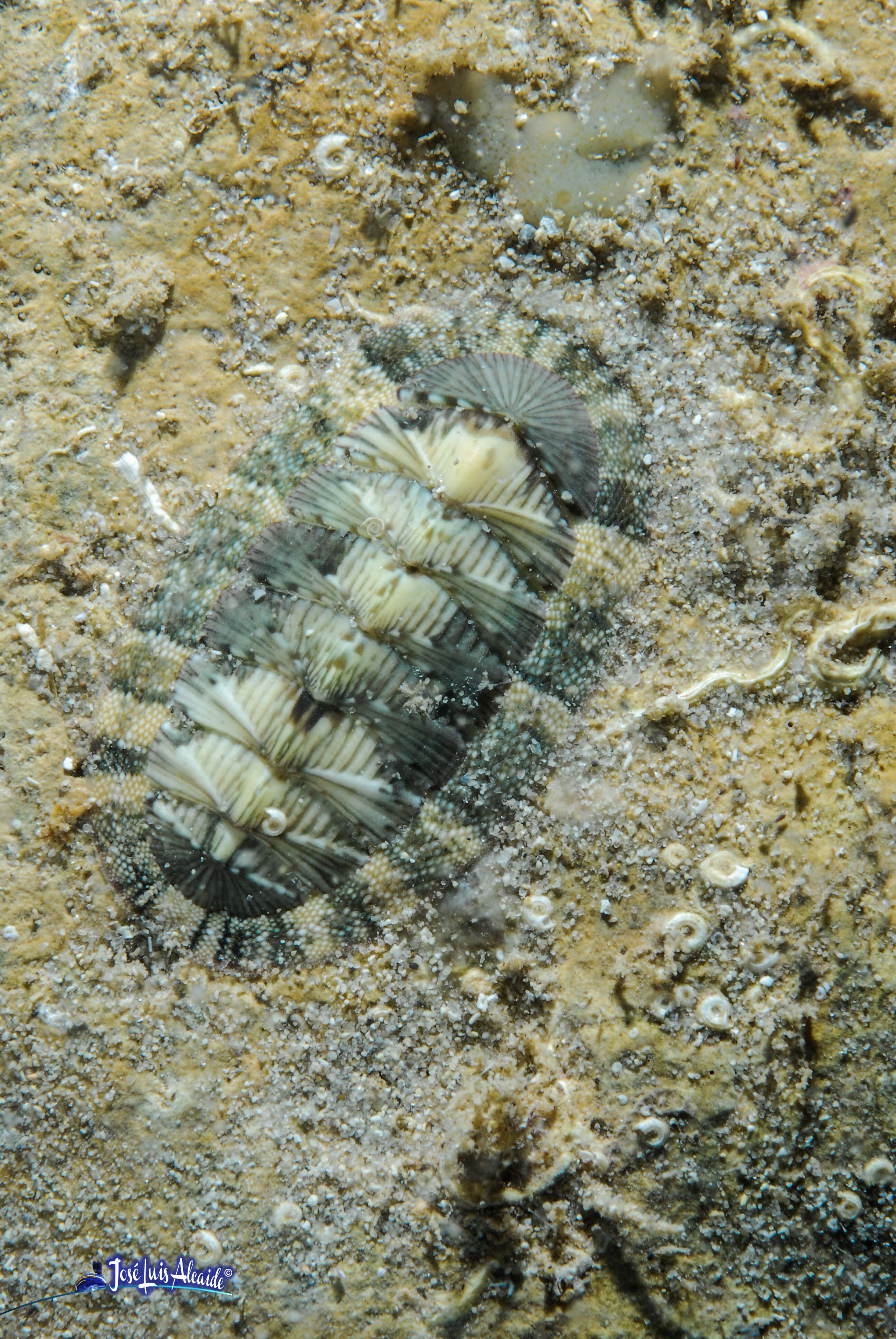 Callochiton septemvalvis chitón quitón