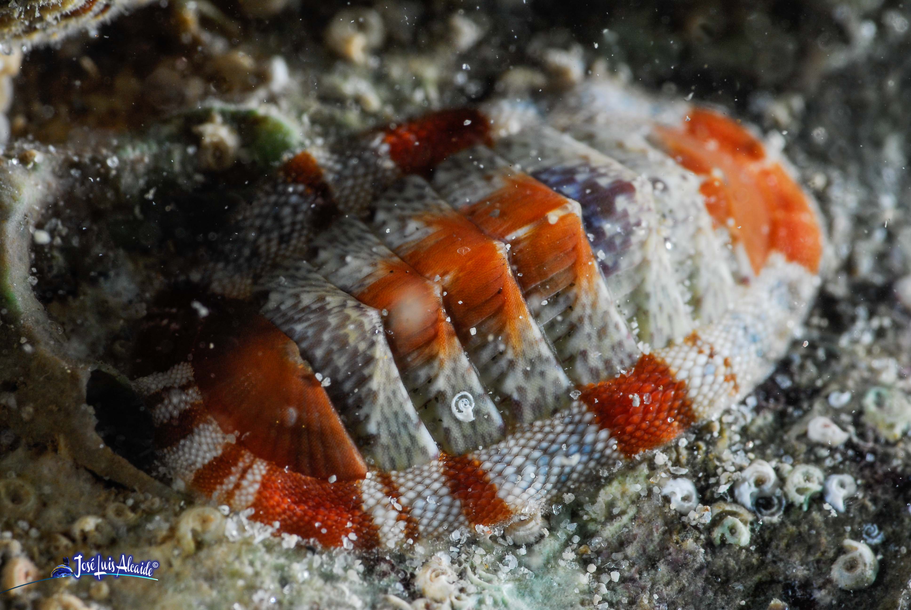 Callochiton septemvalvis chitón quitón