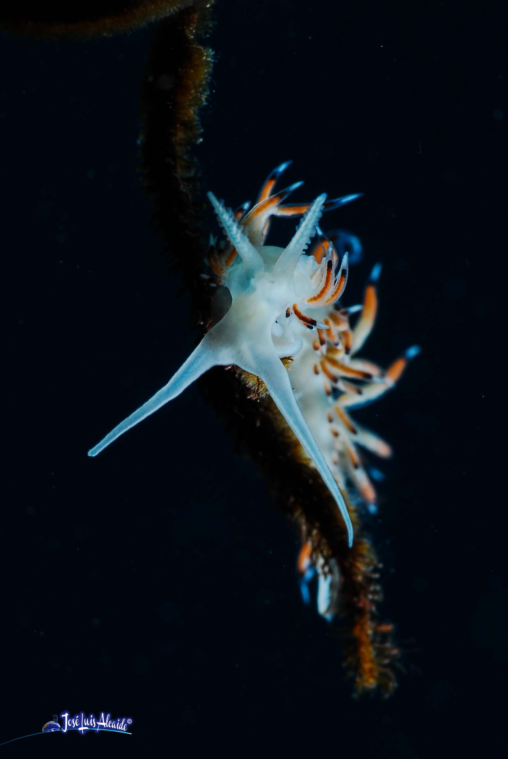 Caloria elegans