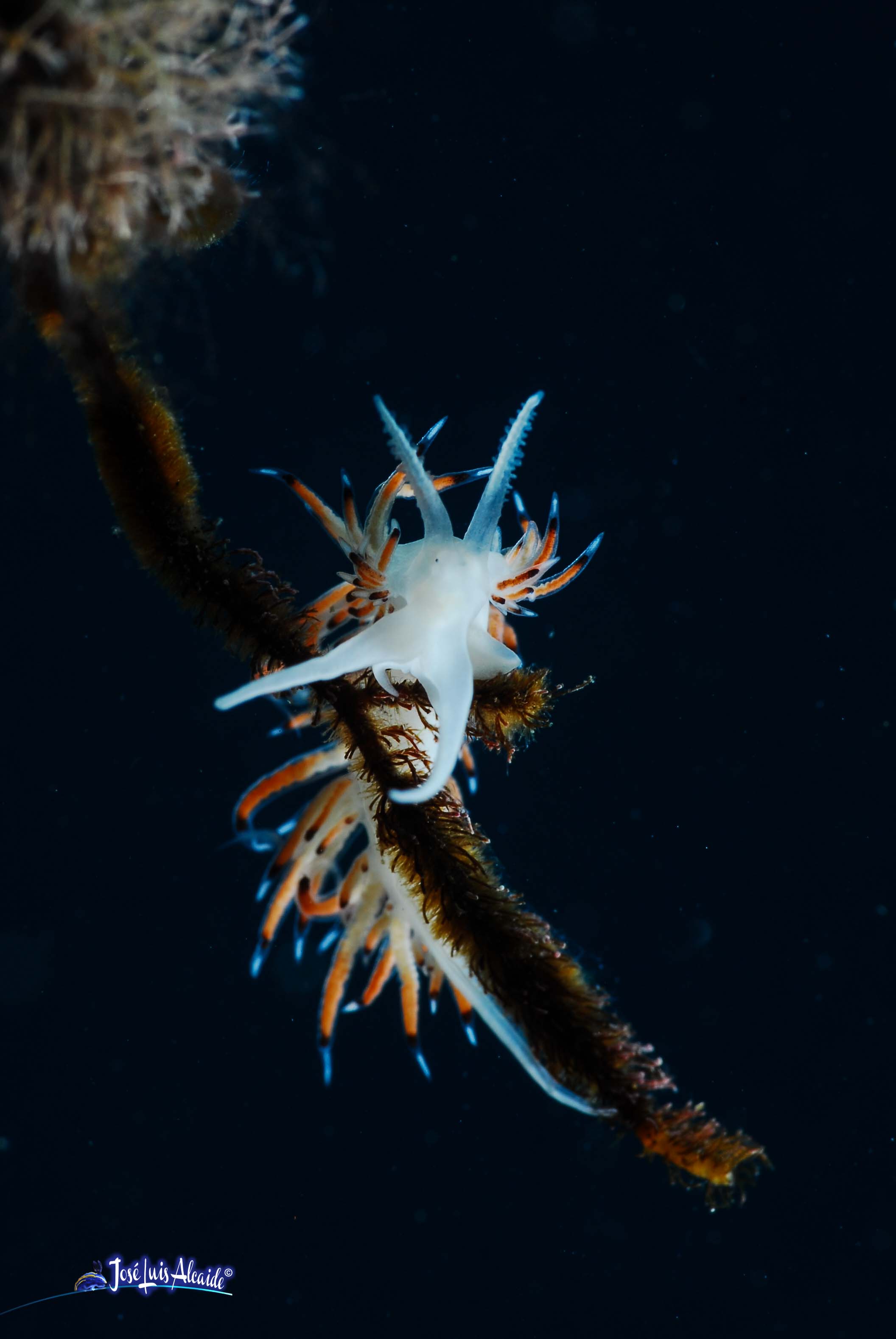Caloria elegans