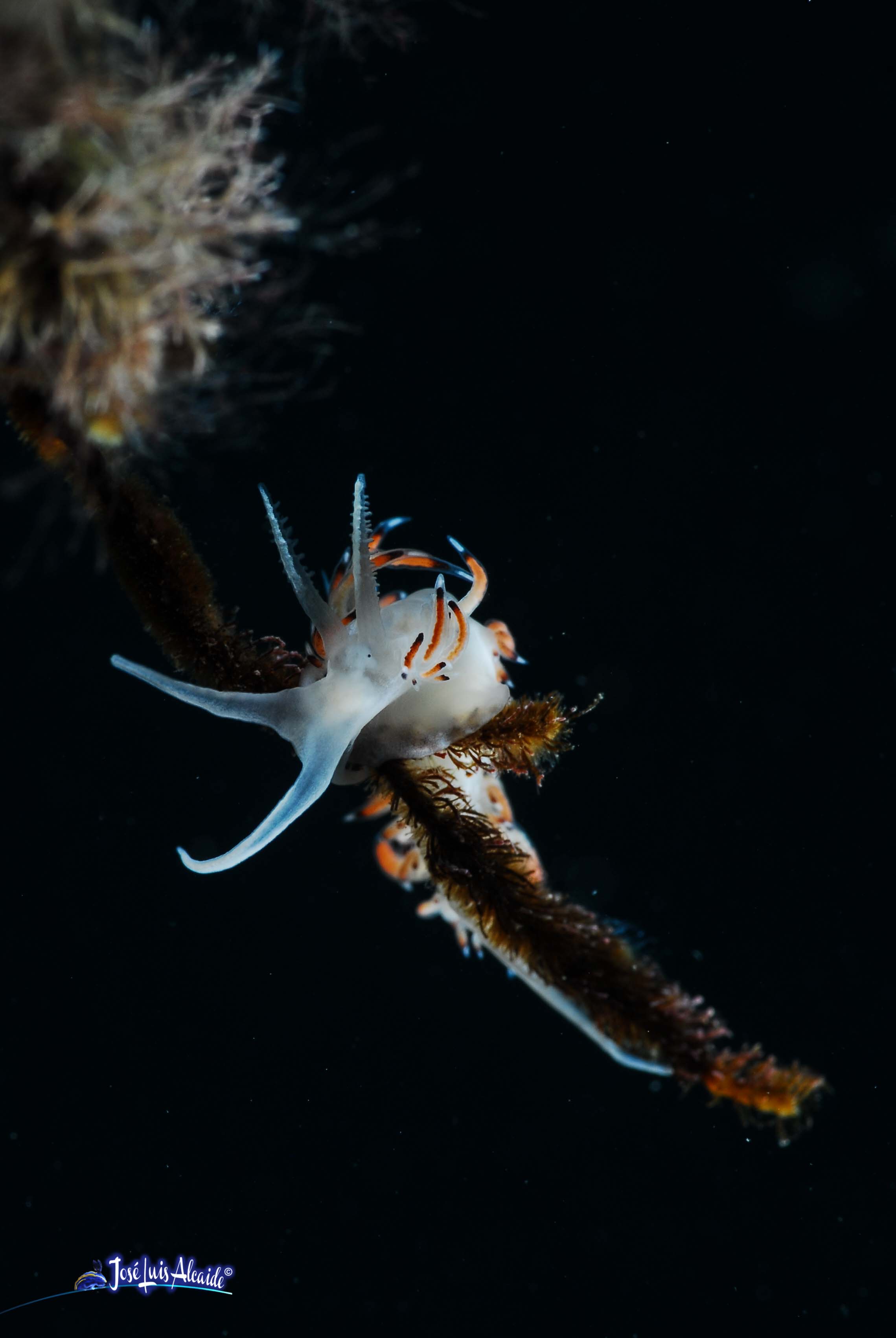 Caloria elegans