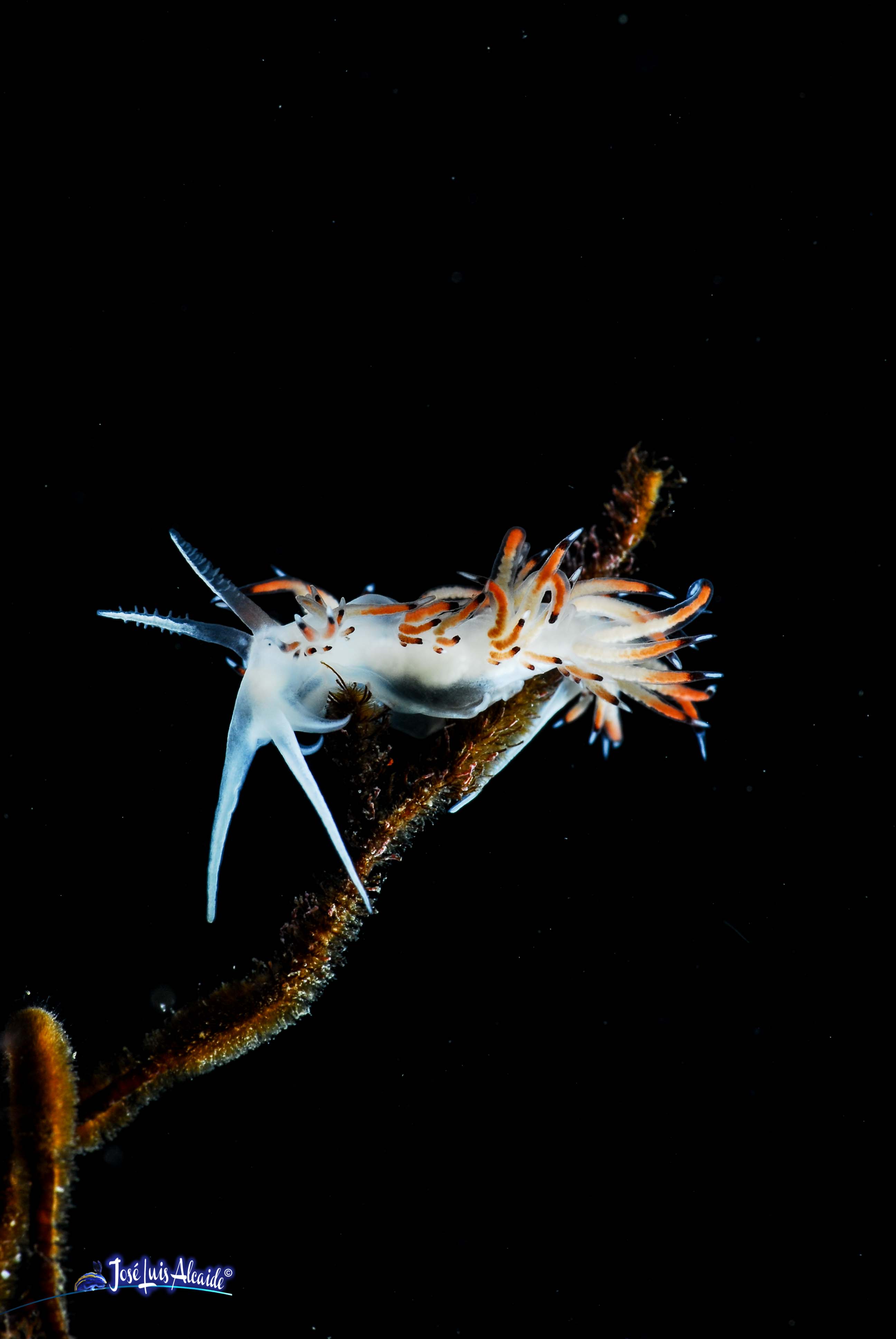 Caloria elegans