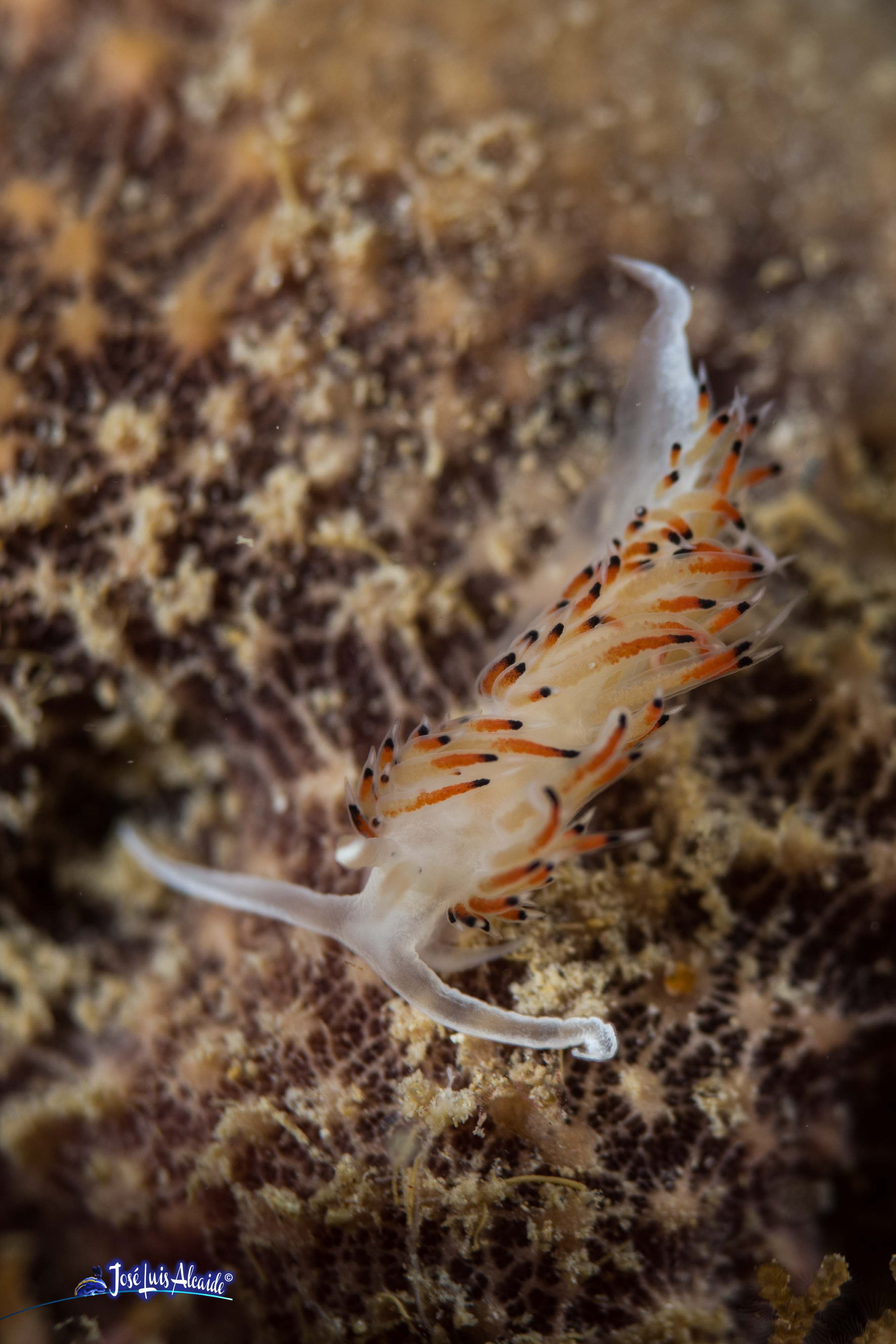 Caloria elegans