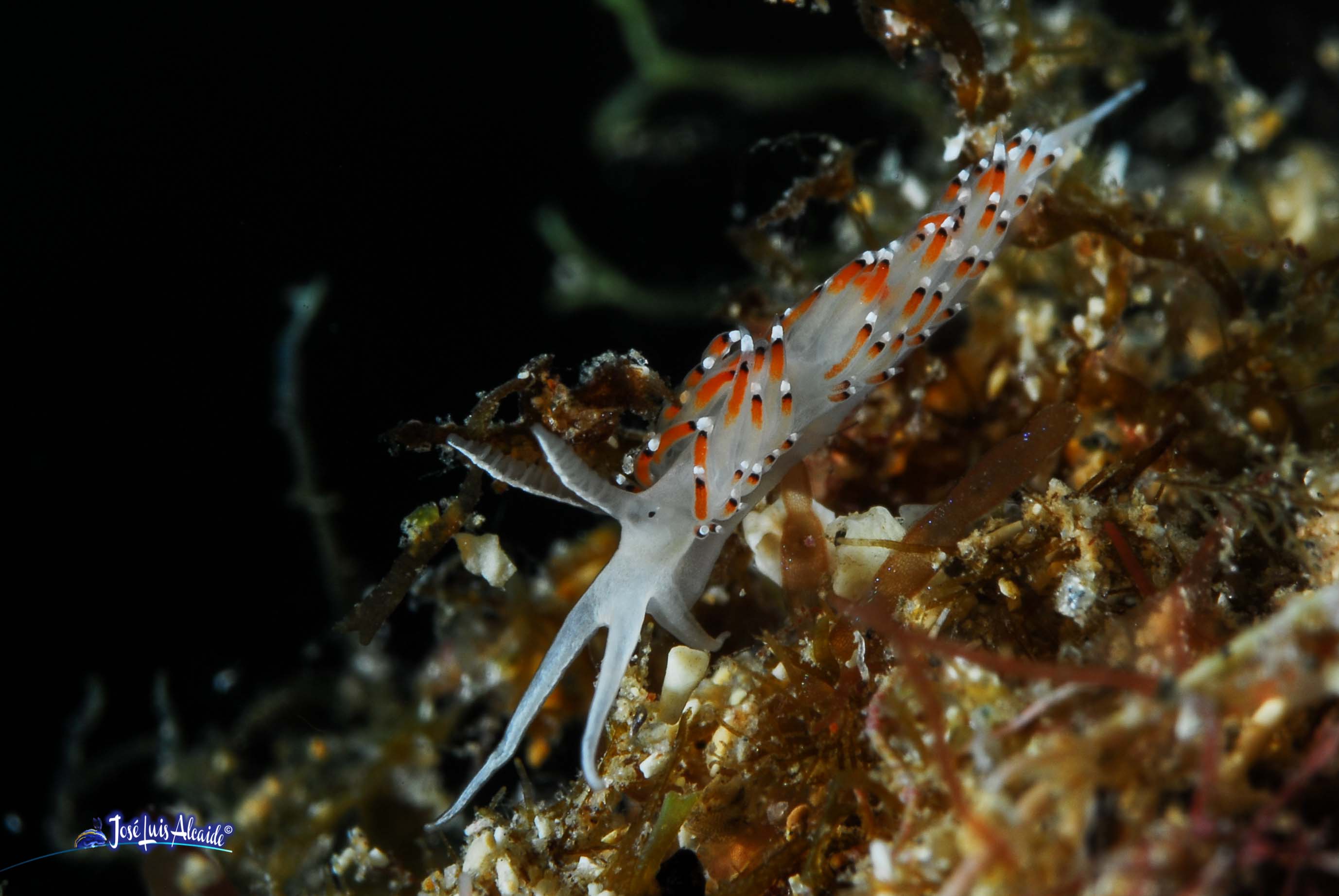 Caloria elegans