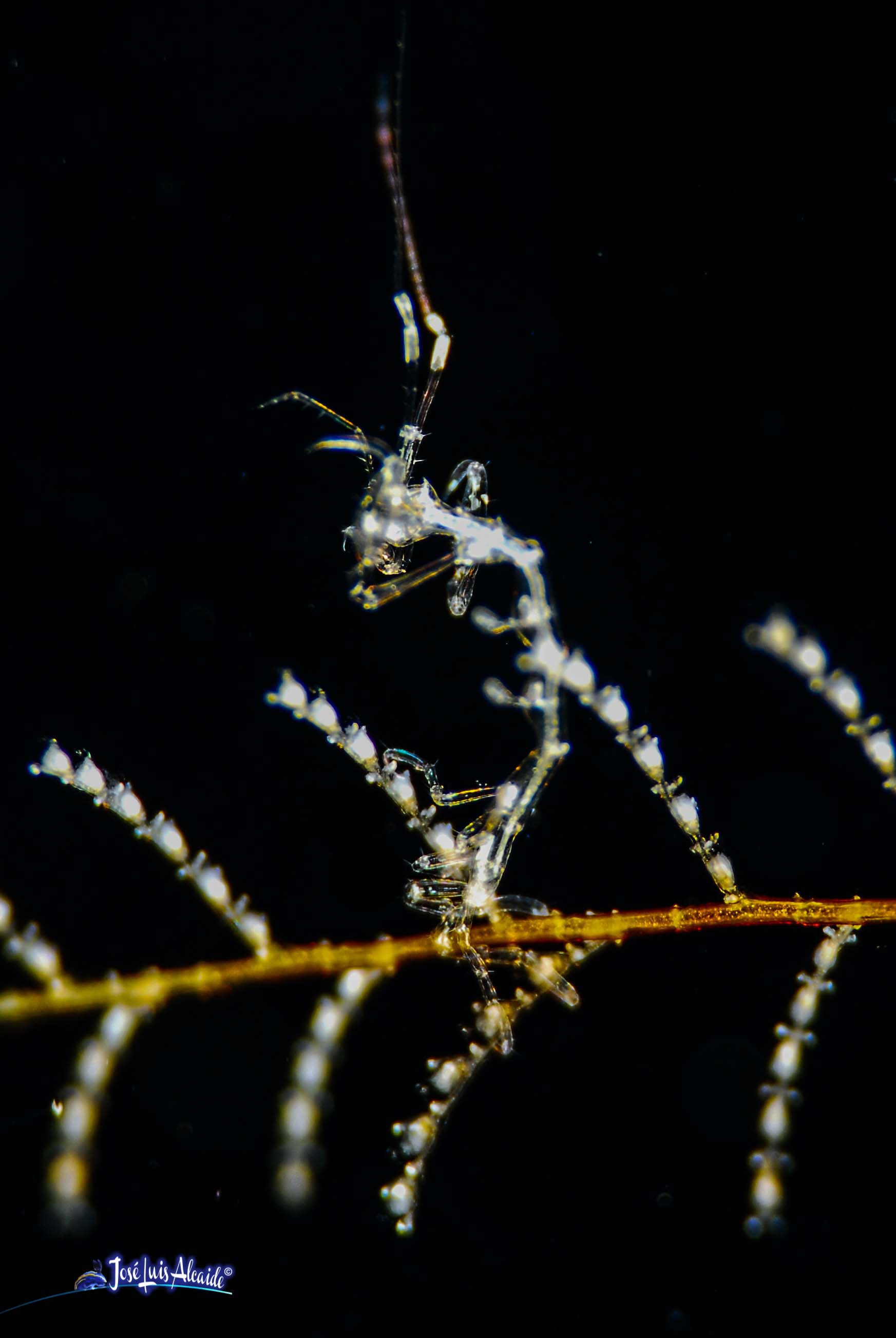 Caprella scaura Pseudoprotella phasma gamba fantasma
