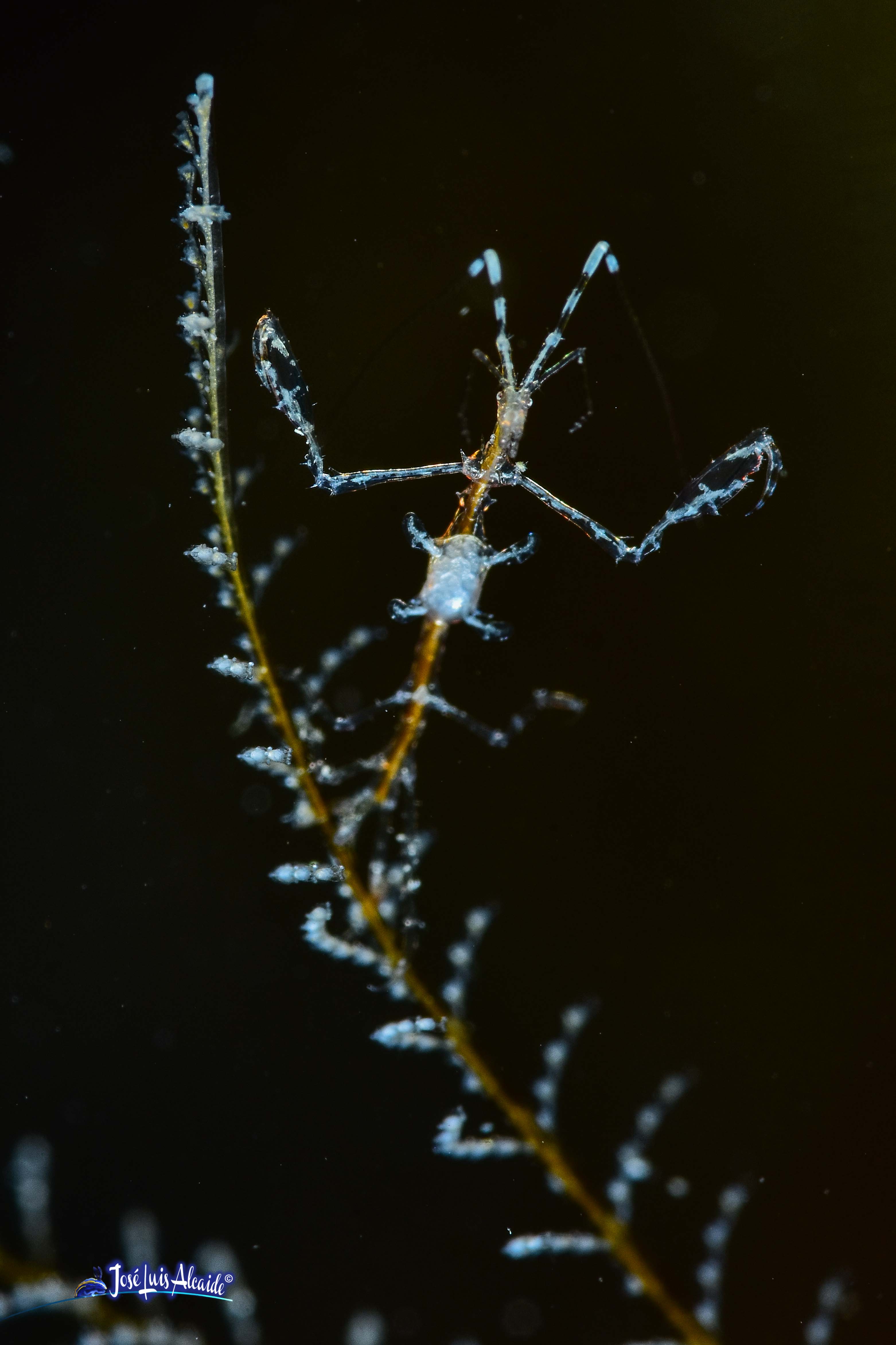 Caprella scaura Pseudoprotella phasma gamba fantasma
