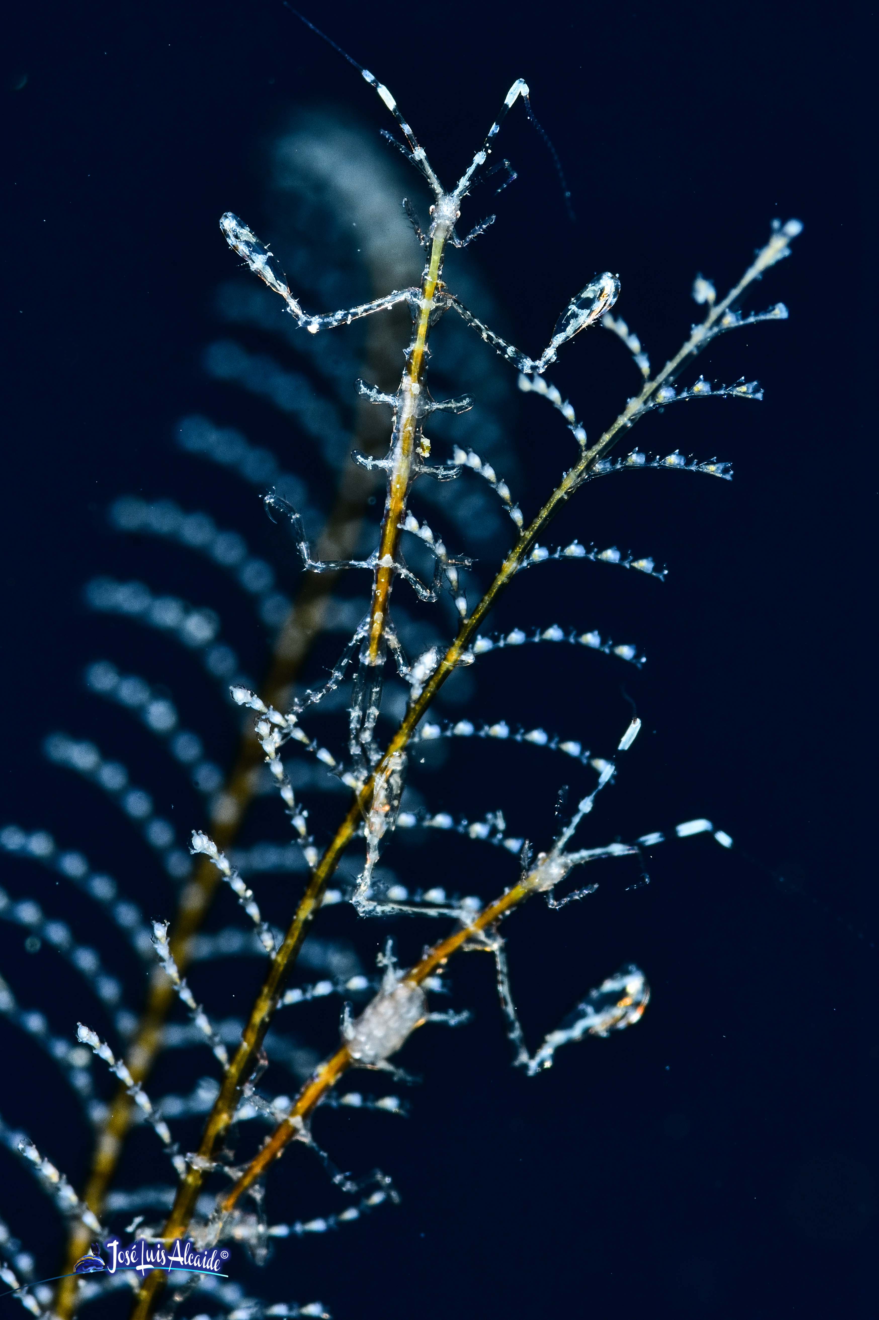 Caprella scaura Pseudoprotella phasma gamba fantasma