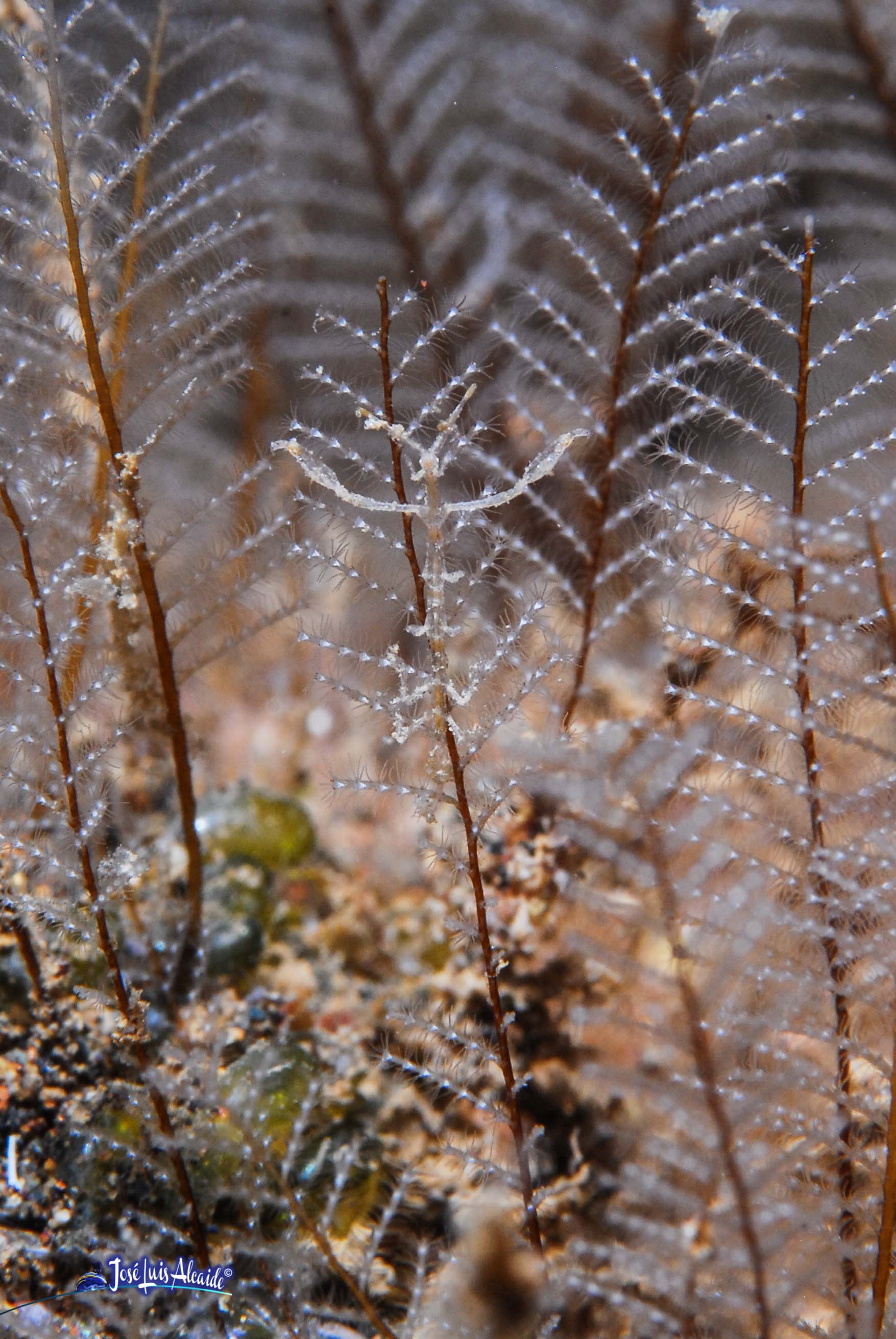 Caprella scaura Pseudoprotella phasma gamba fantasma