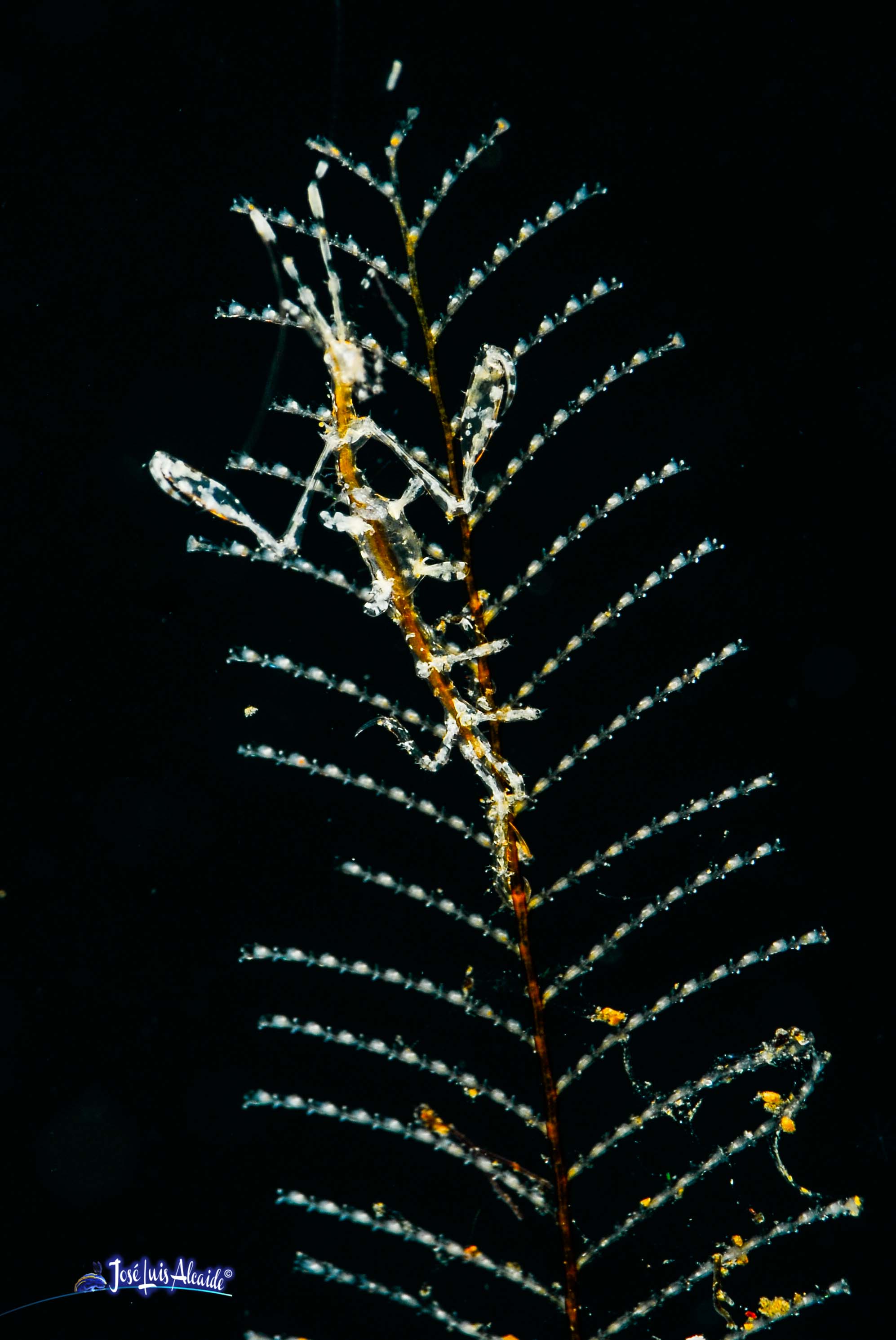 Caprella scaura Pseudoprotella phasma gamba fantasma