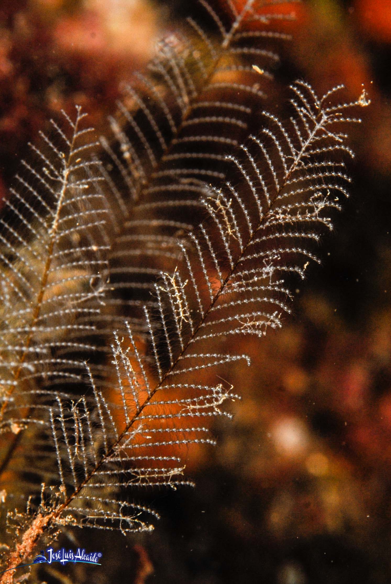 Caprella scaura Pseudoprotella phasma gamba fantasma