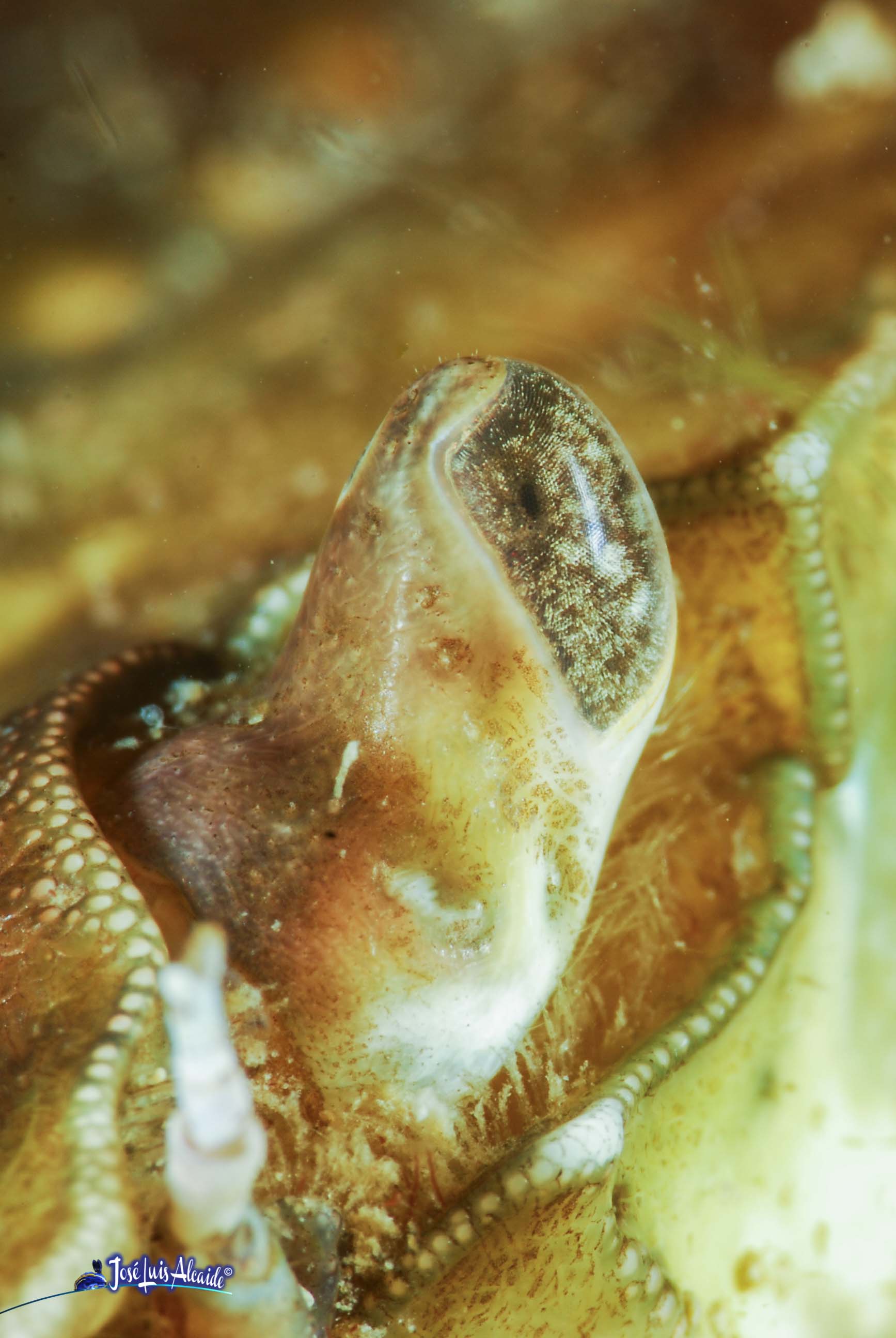 Carcinus aestuarii cangrejo costero mediterráneo