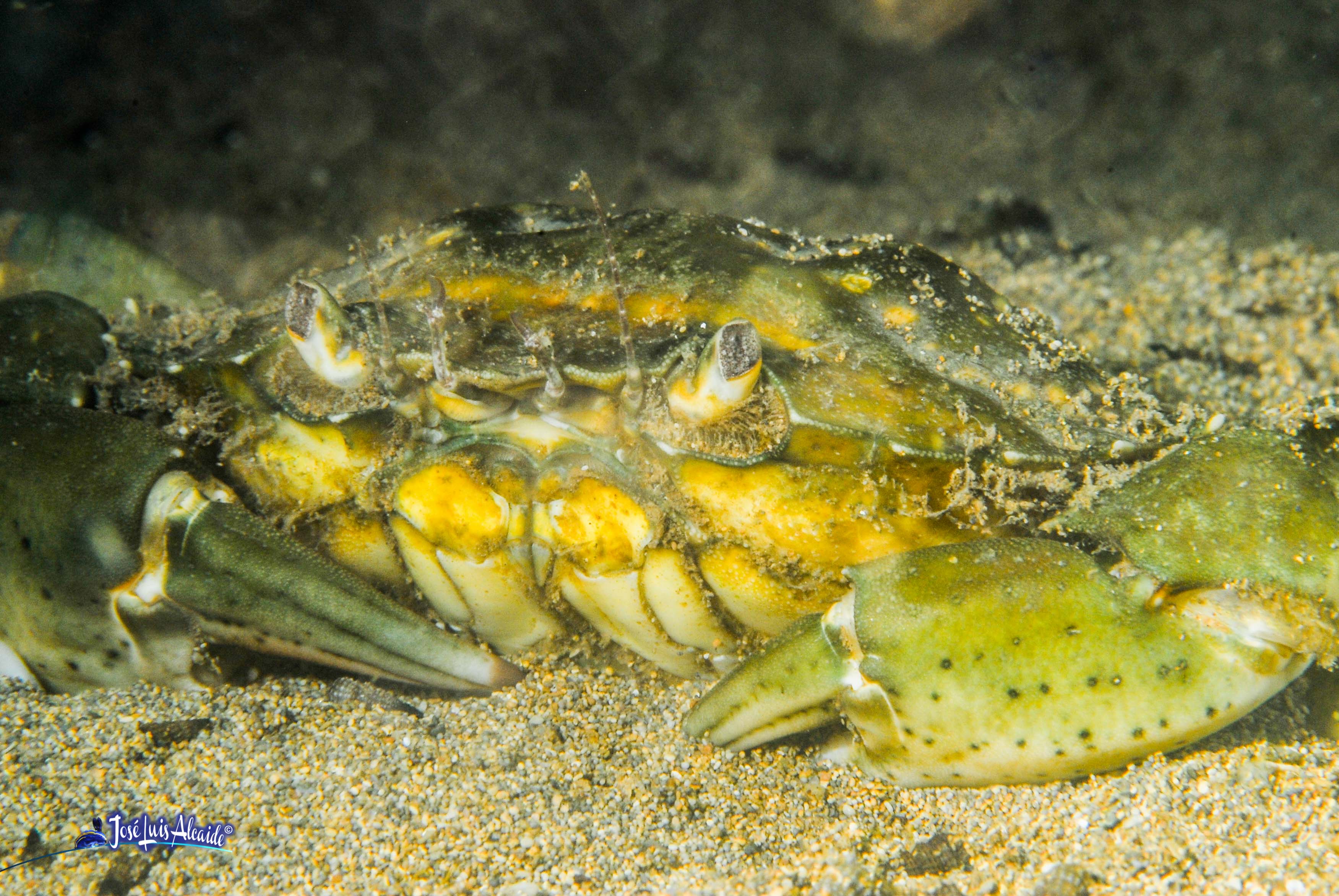 Carcinus aestuarii cangrejo costero mediterráneo