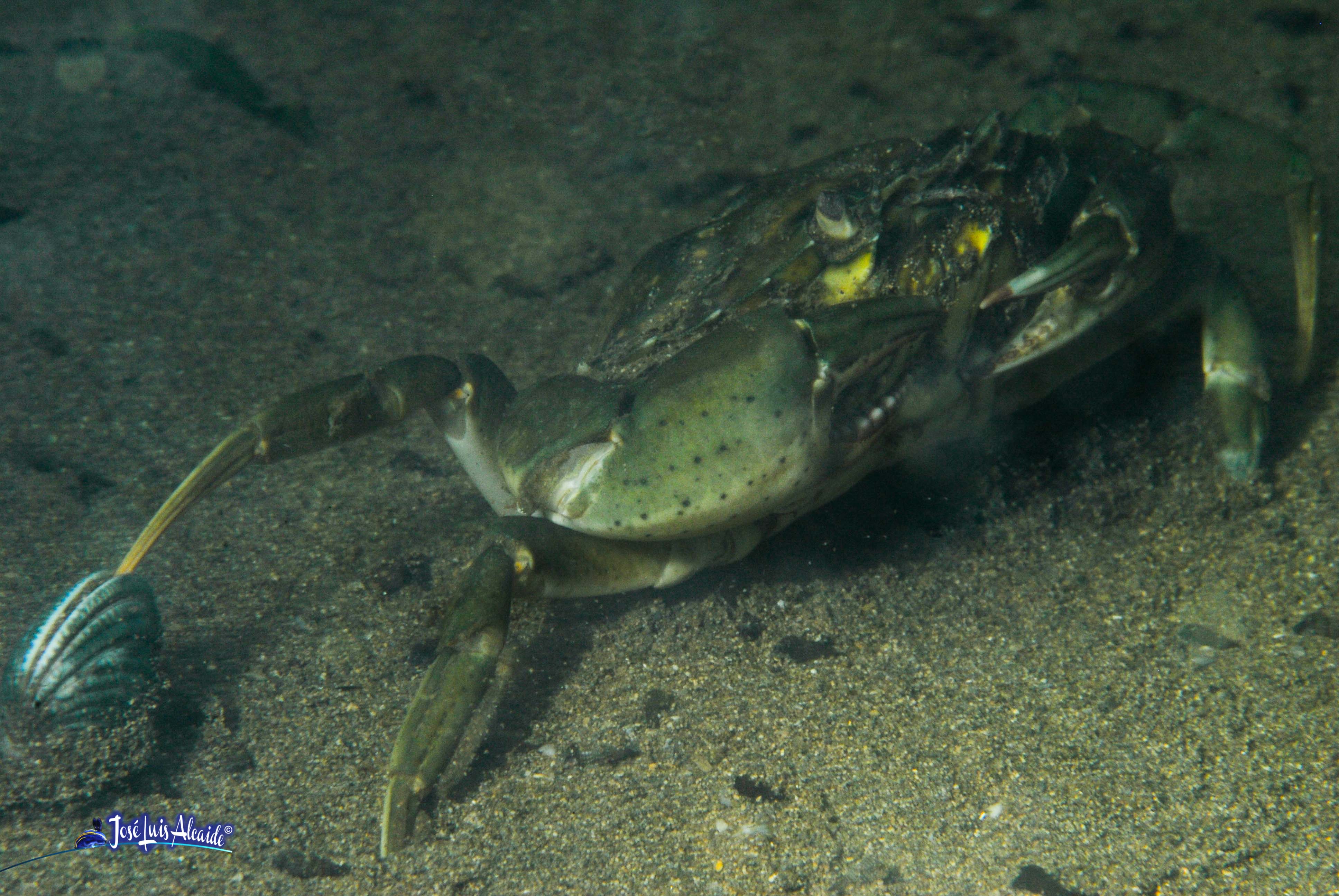 Carcinus aestuarii cangrejo costero mediterráneo
