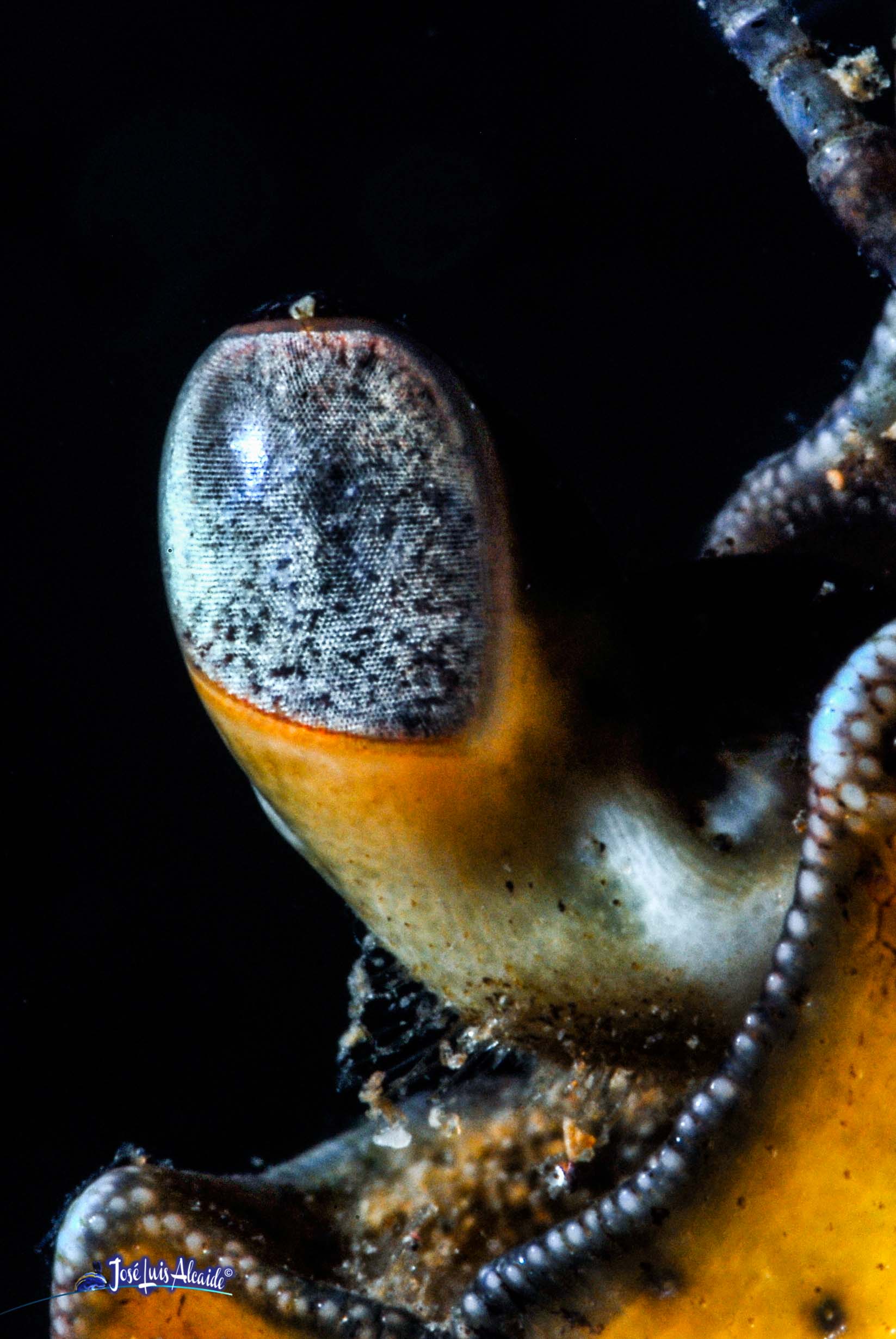 Carcinus aestuarii cangrejo costero mediterráneo