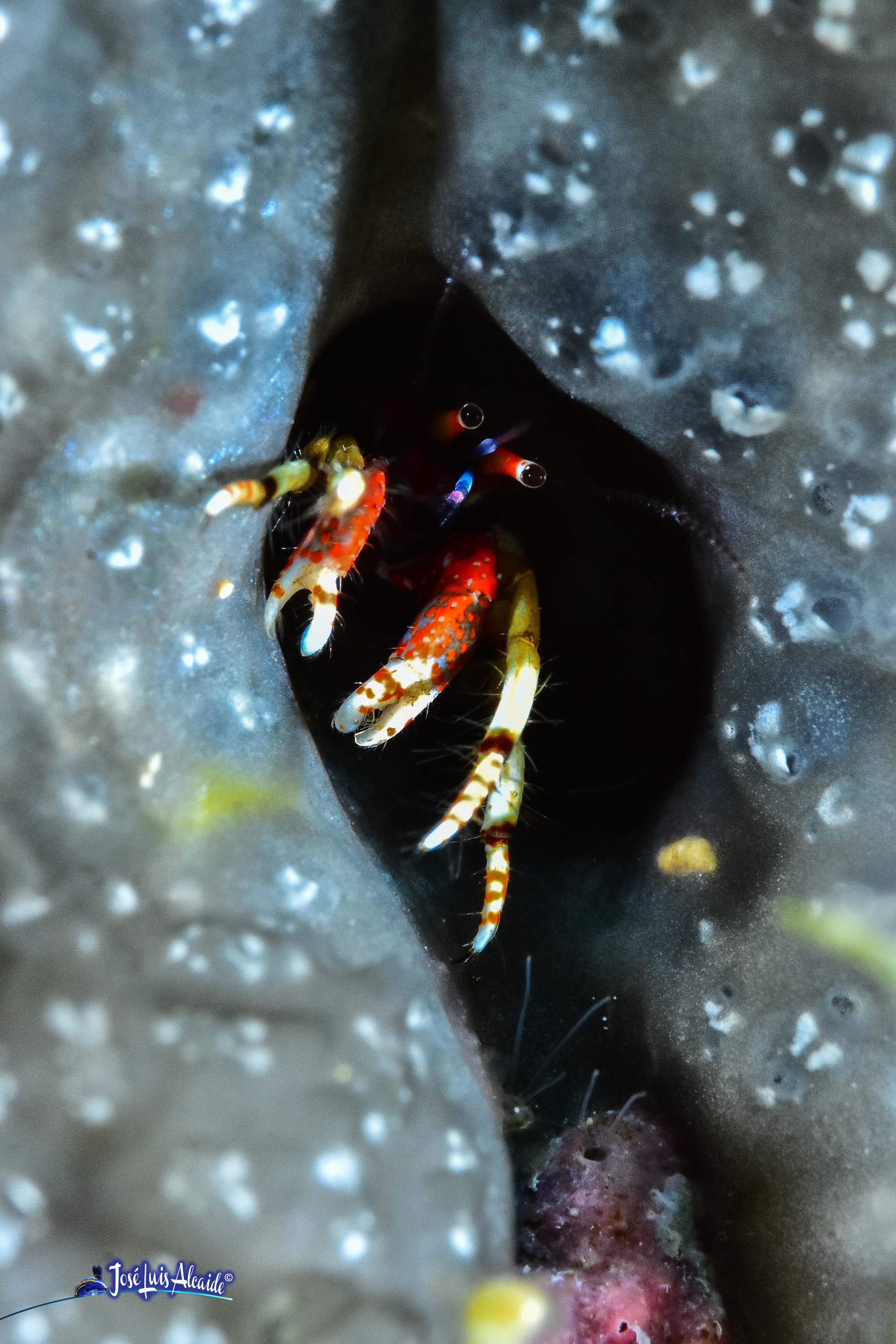 Carcinus tubularis