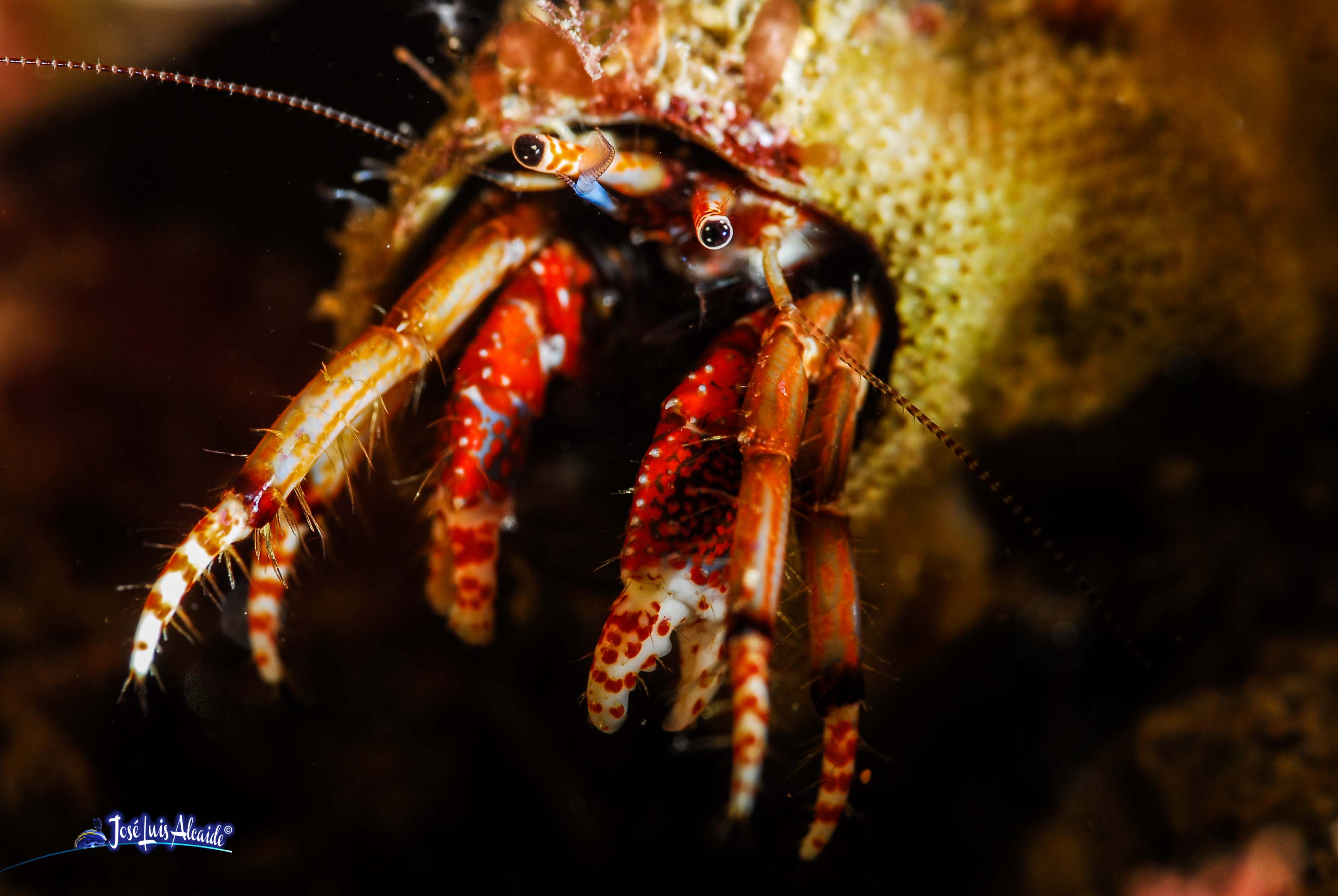 Carcinus tubularis