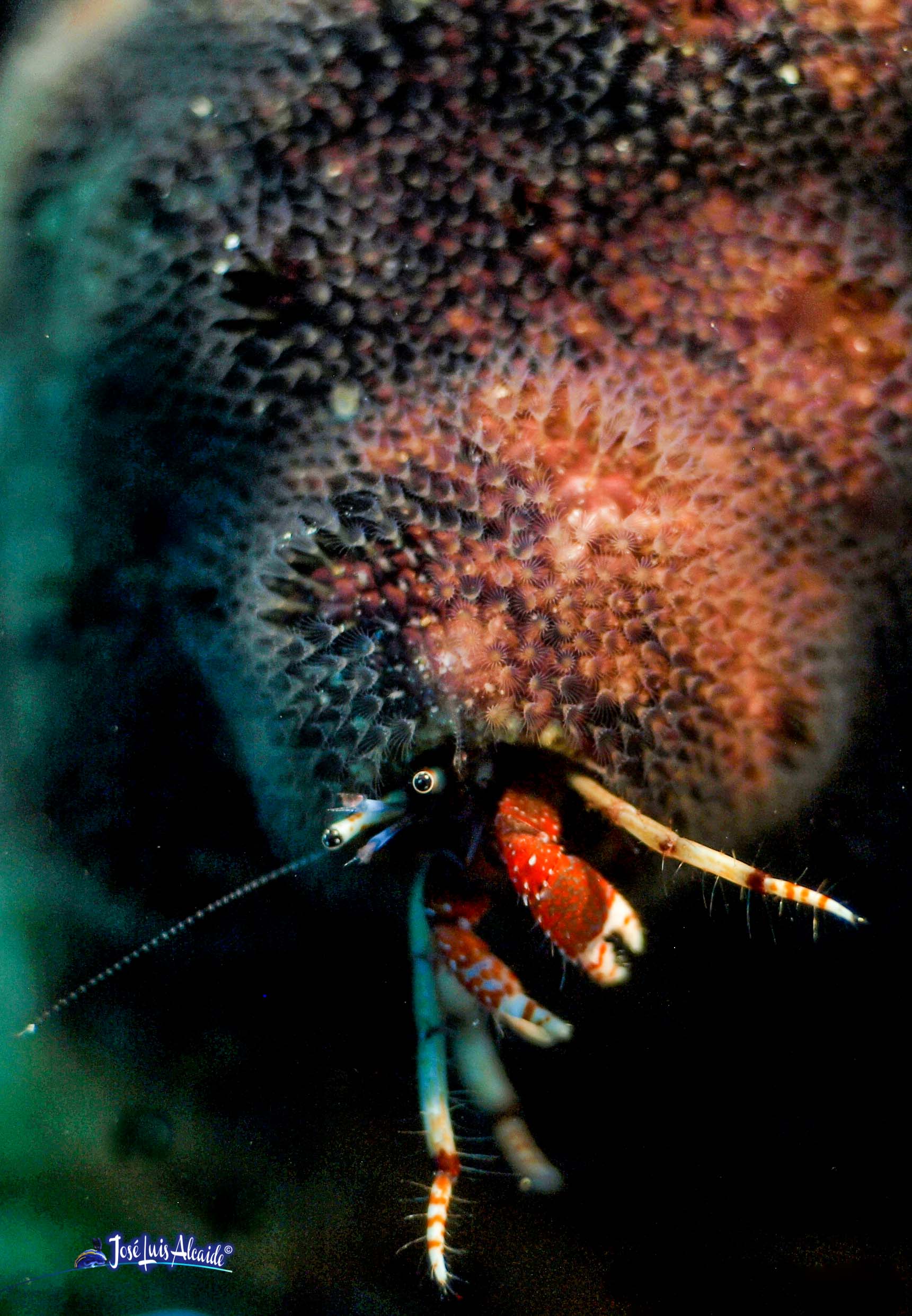 Carcinus tubularis