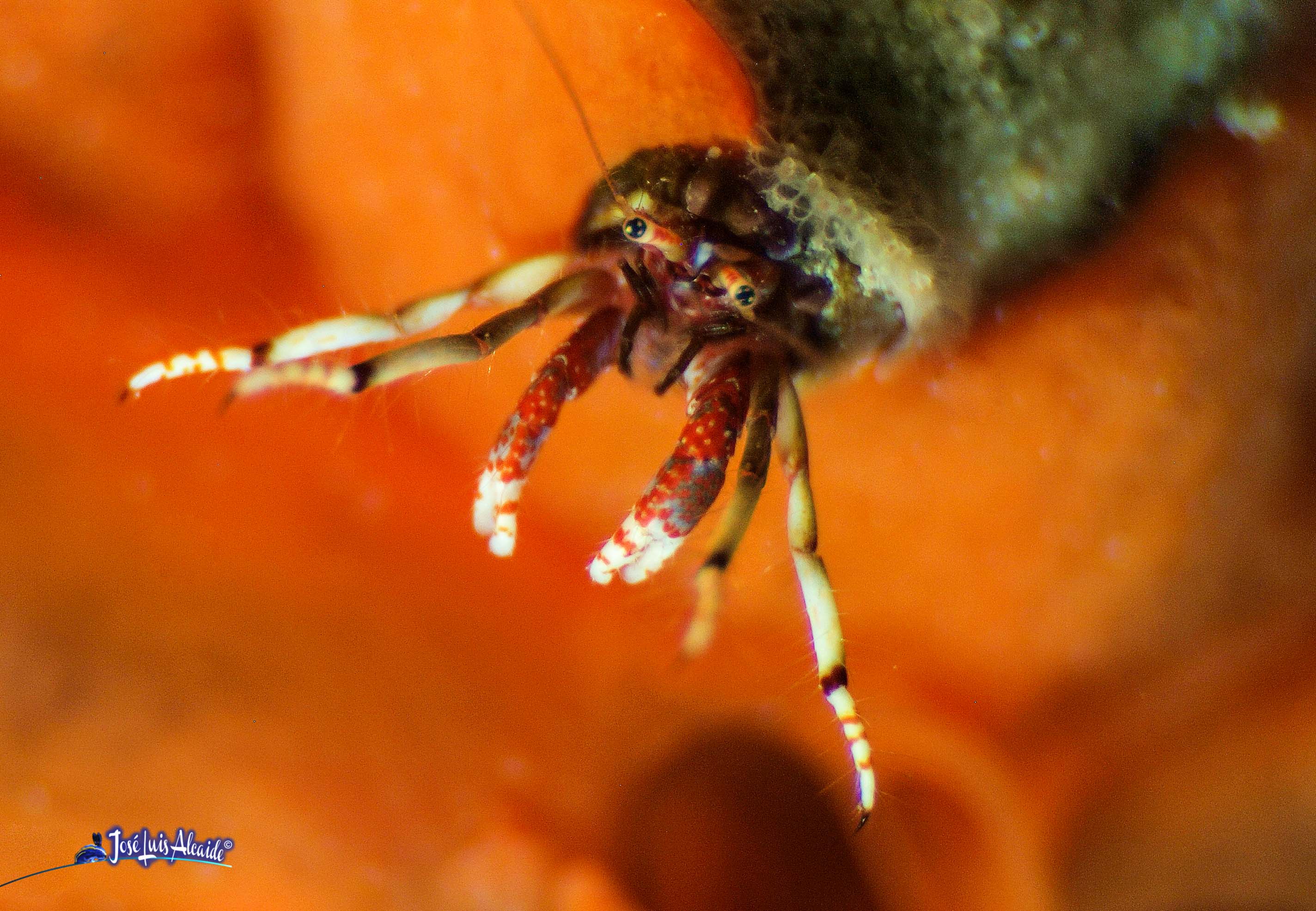 Carcinus tubularis
