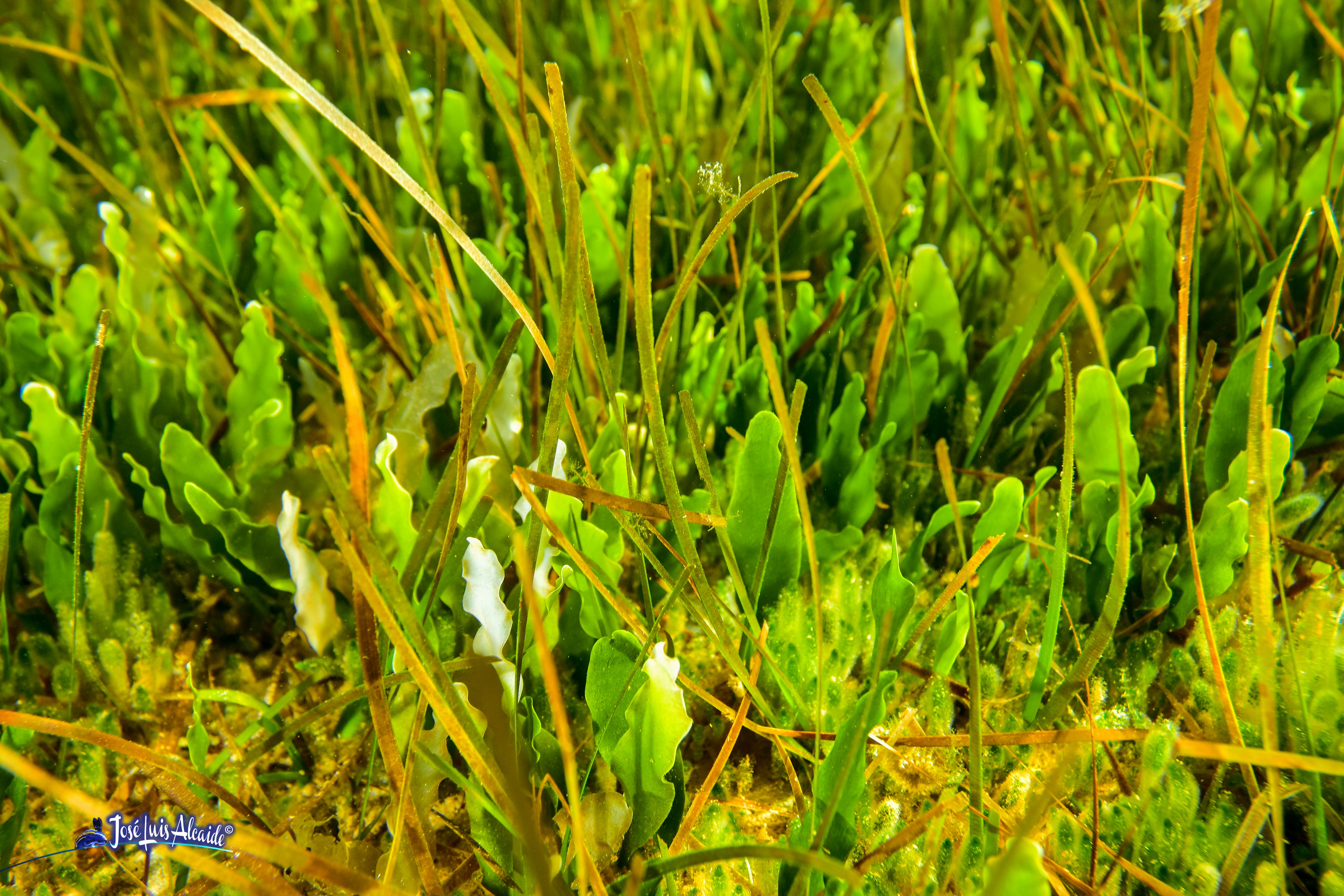 Caulerpa prolifera oreja de liebre