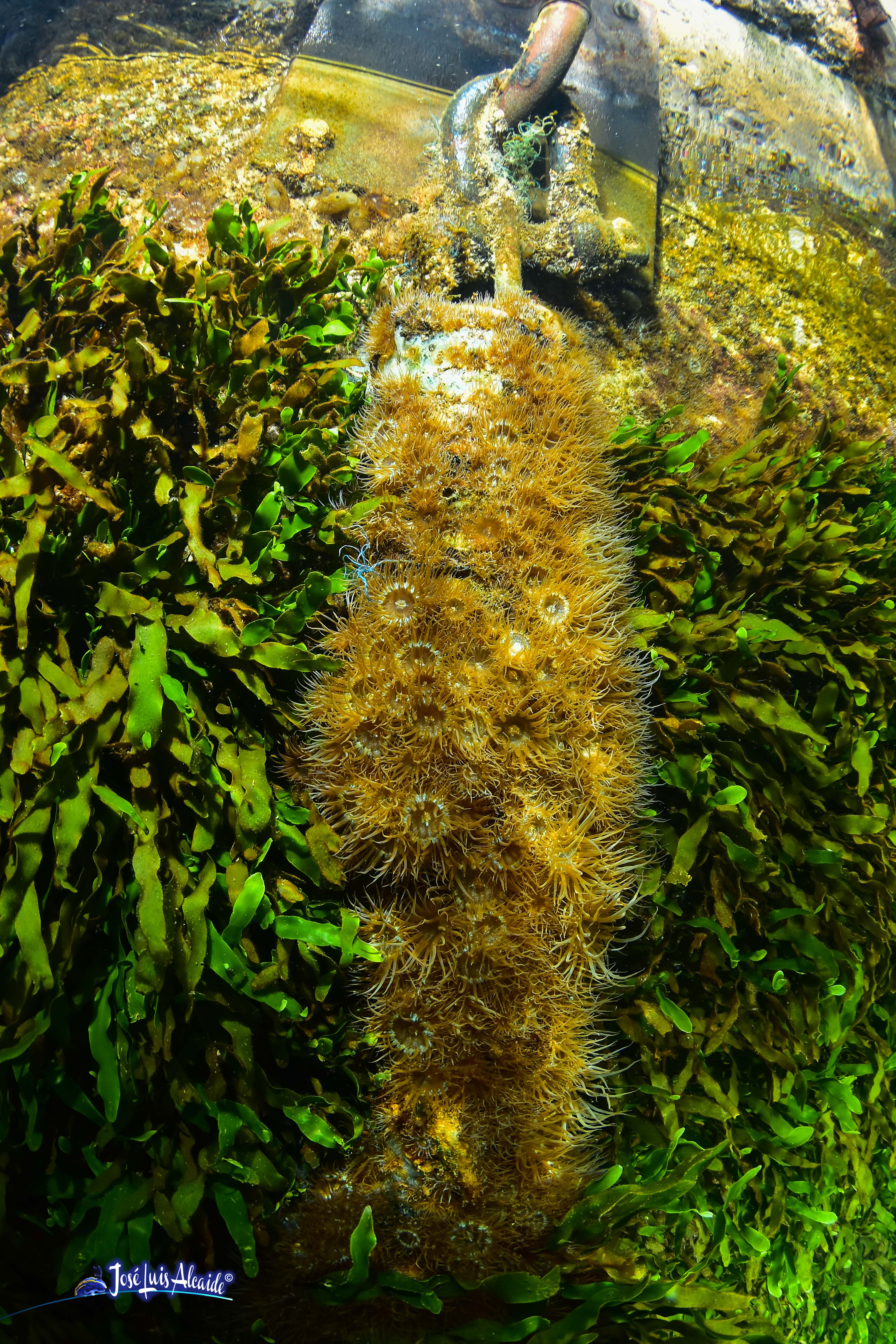 Caulerpa prolifera oreja de liebre