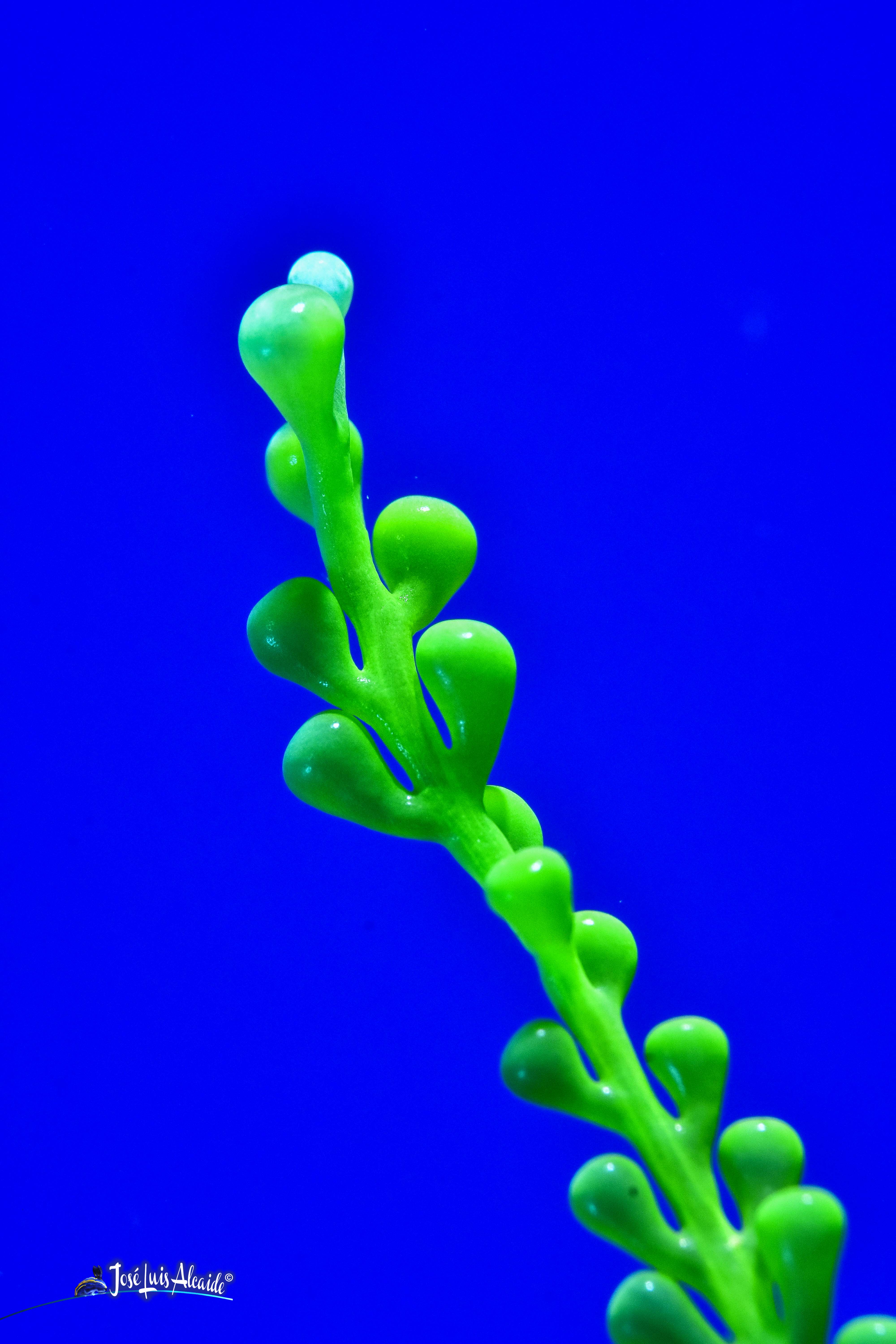 Caulerpa racemosa