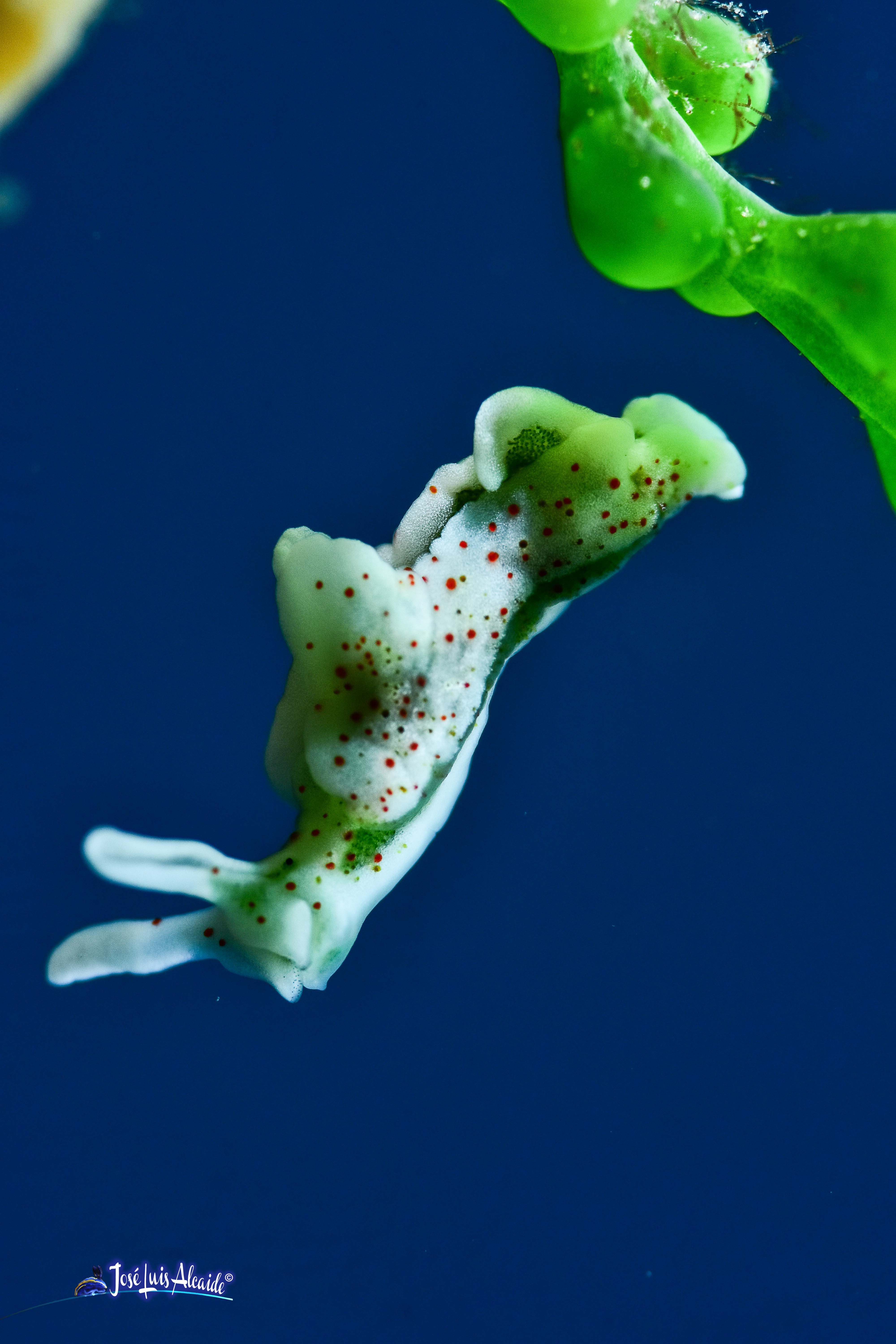Caulerpa racemosa