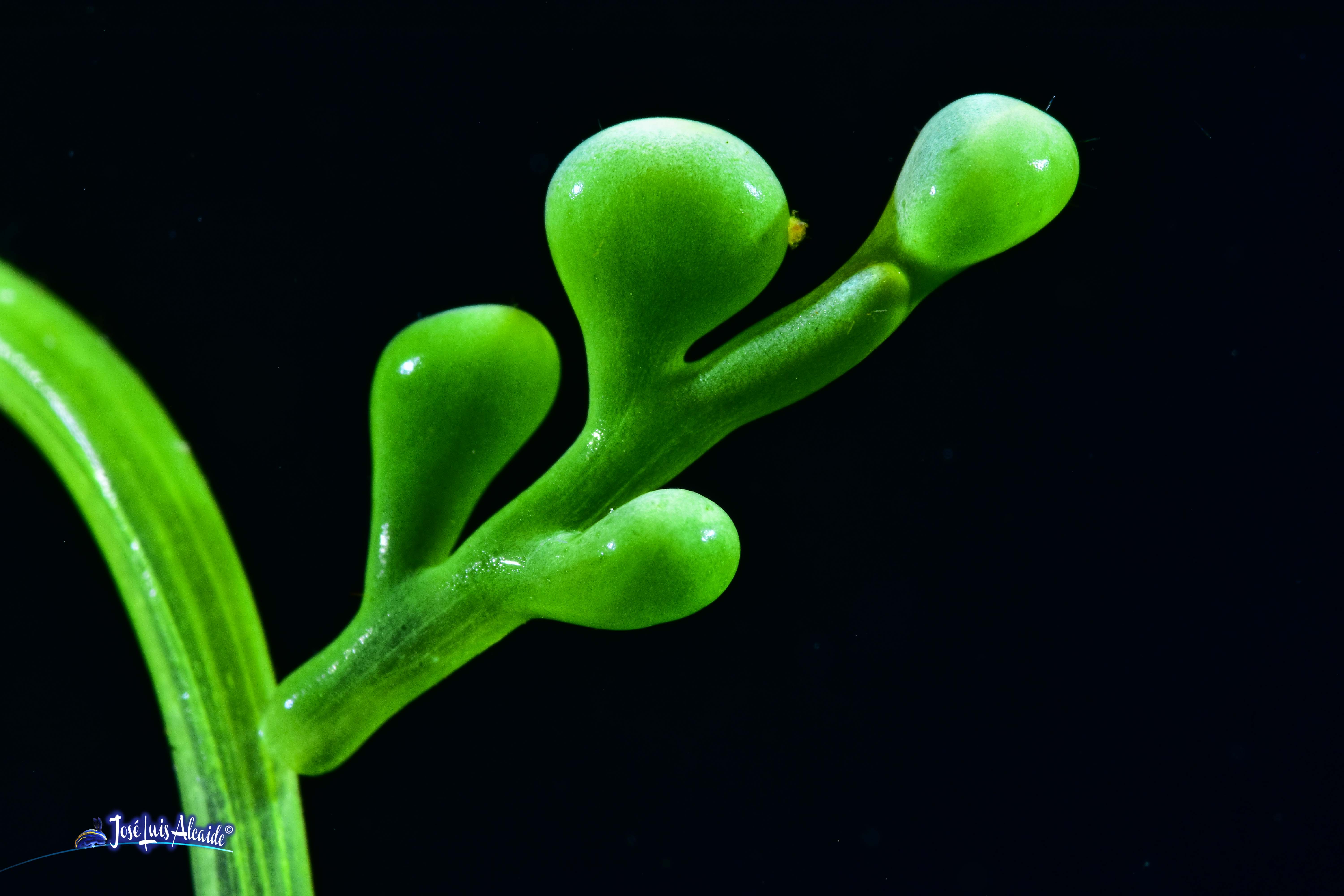 Caulerpa racemosa