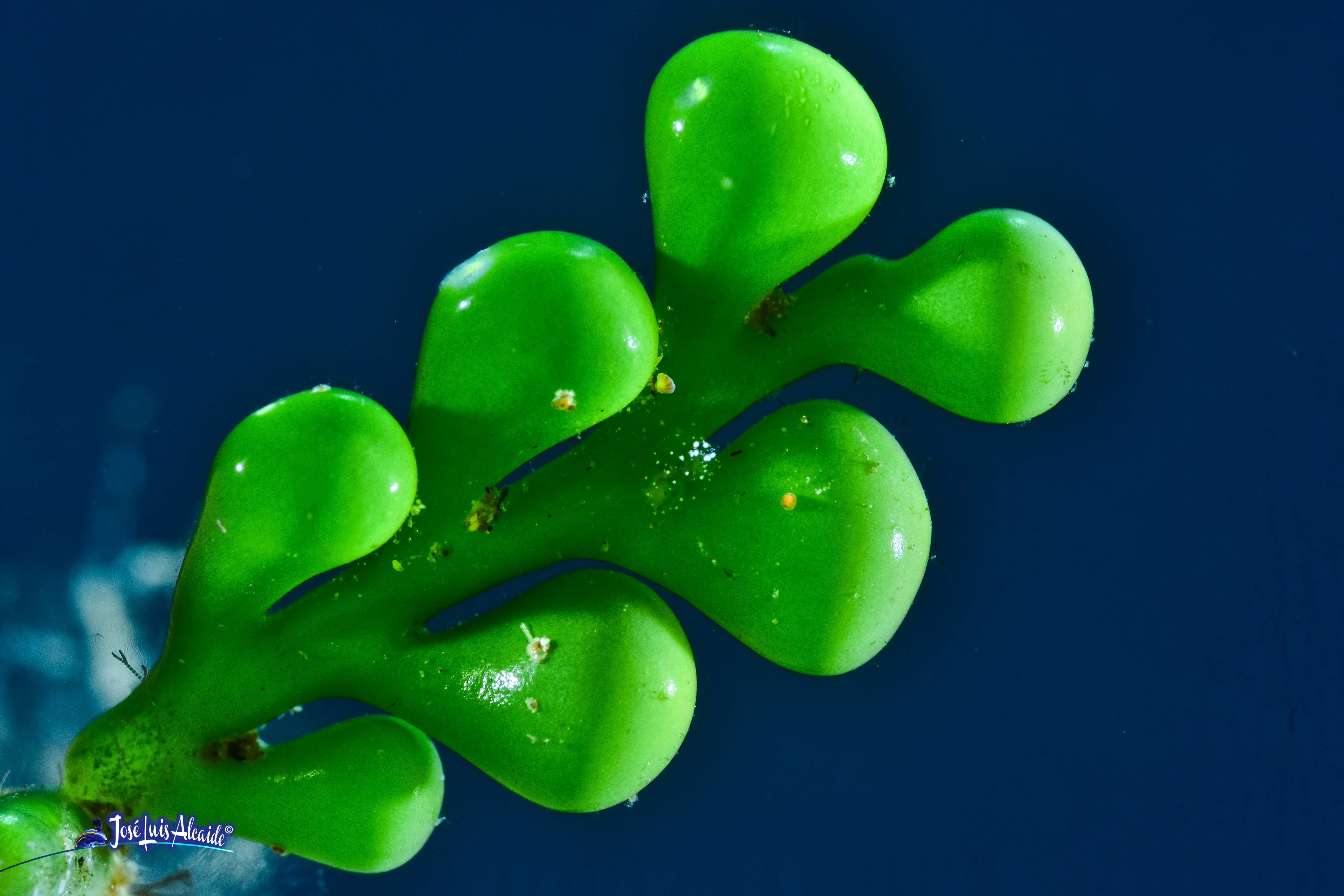 Caulerpa racemosa