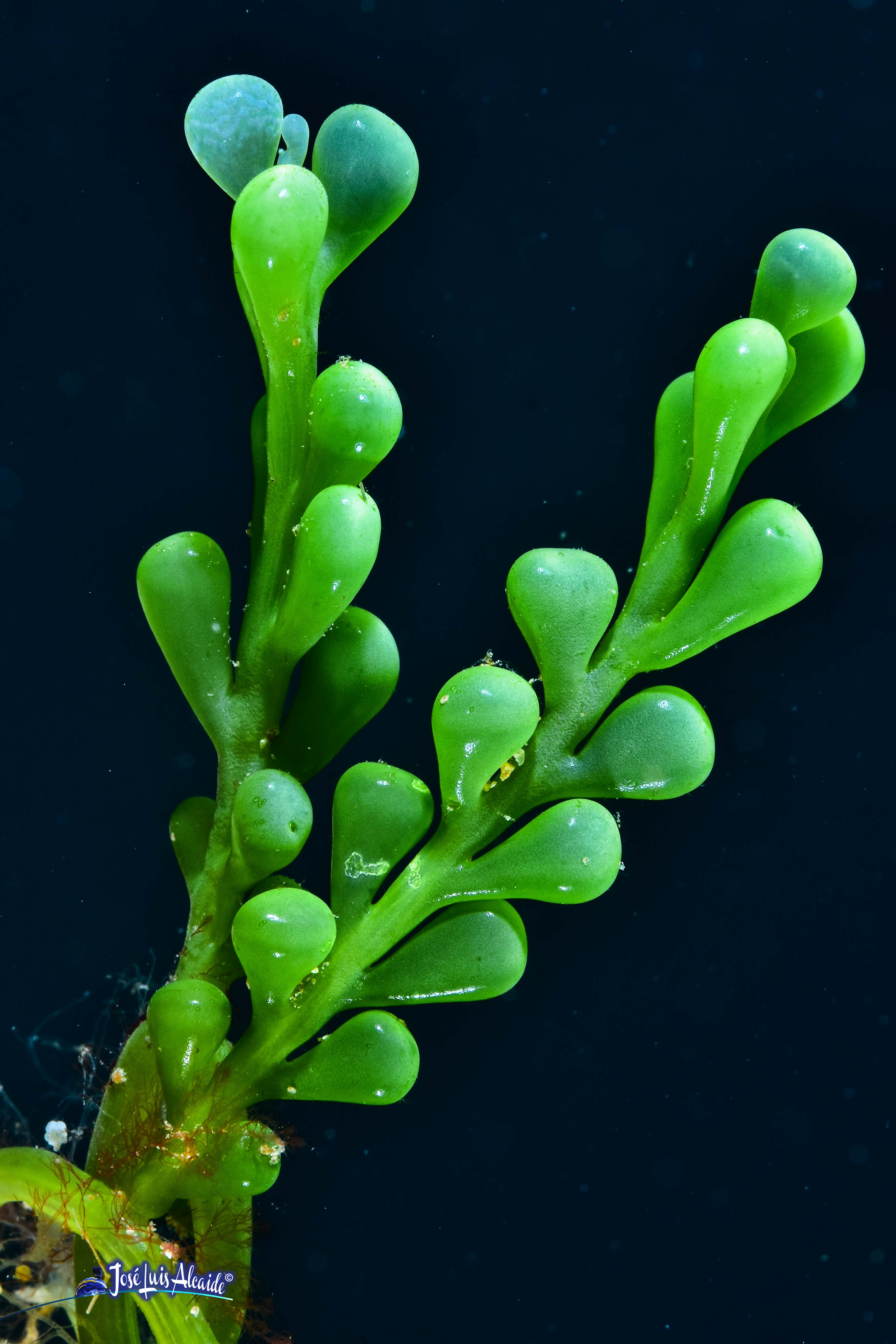 Caulerpa racemosa