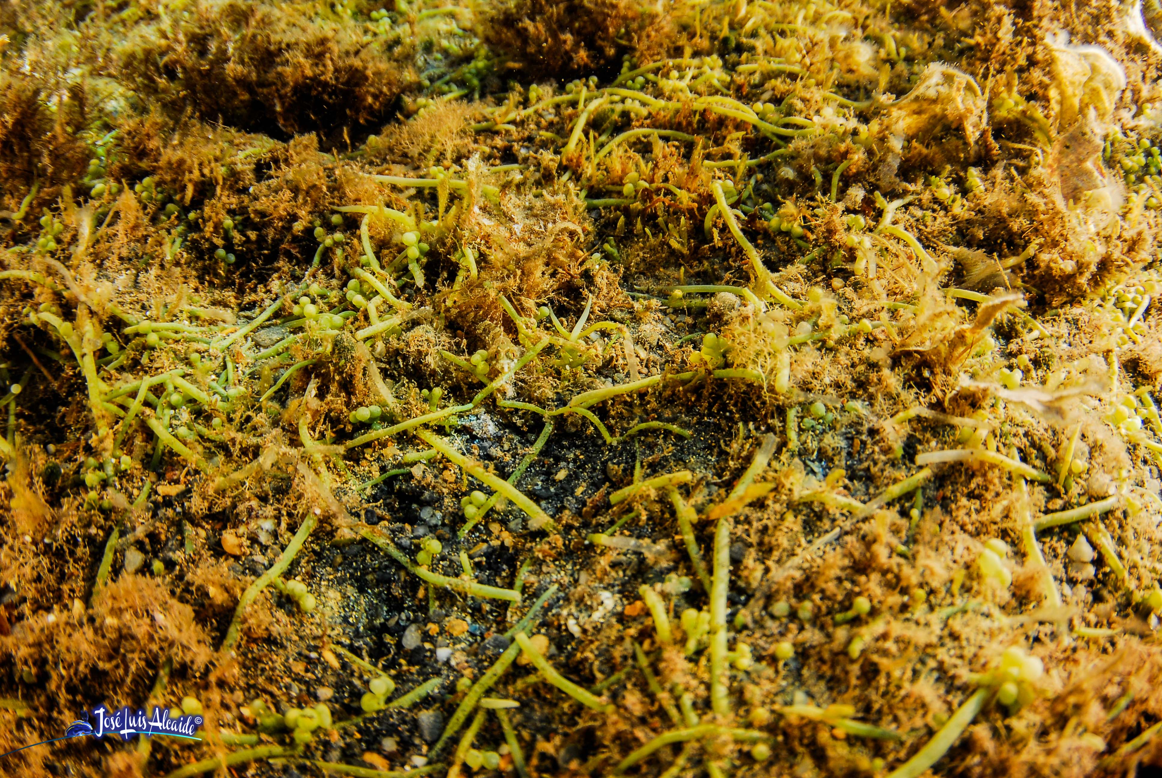 Caulerpa racemosa