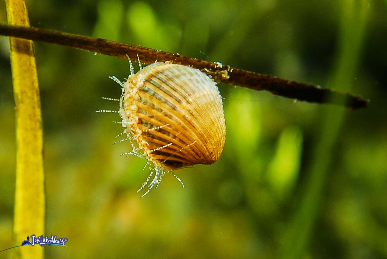 Cerastoderma fragilis berberecho