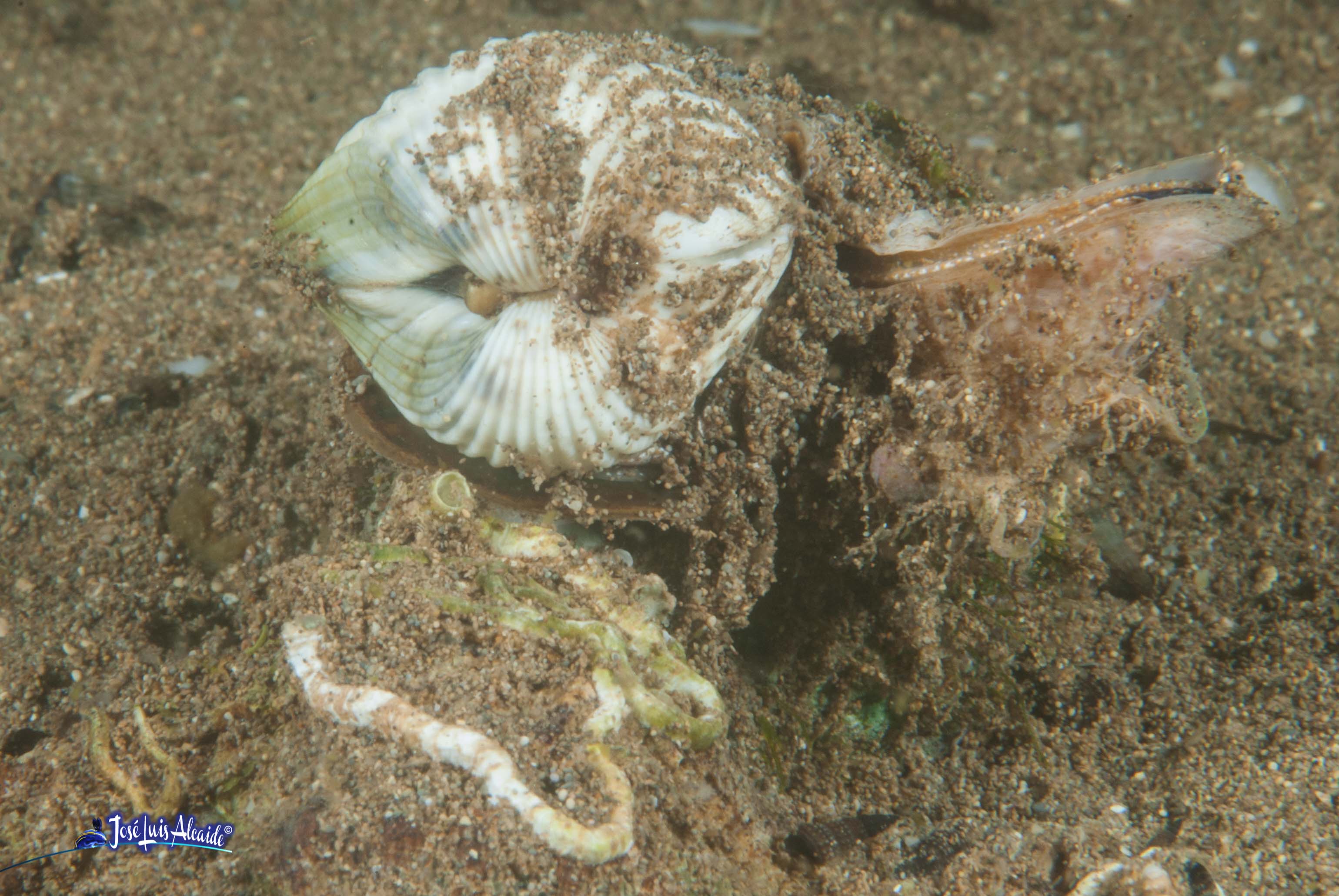 Cerastoderma fragilis berberecho