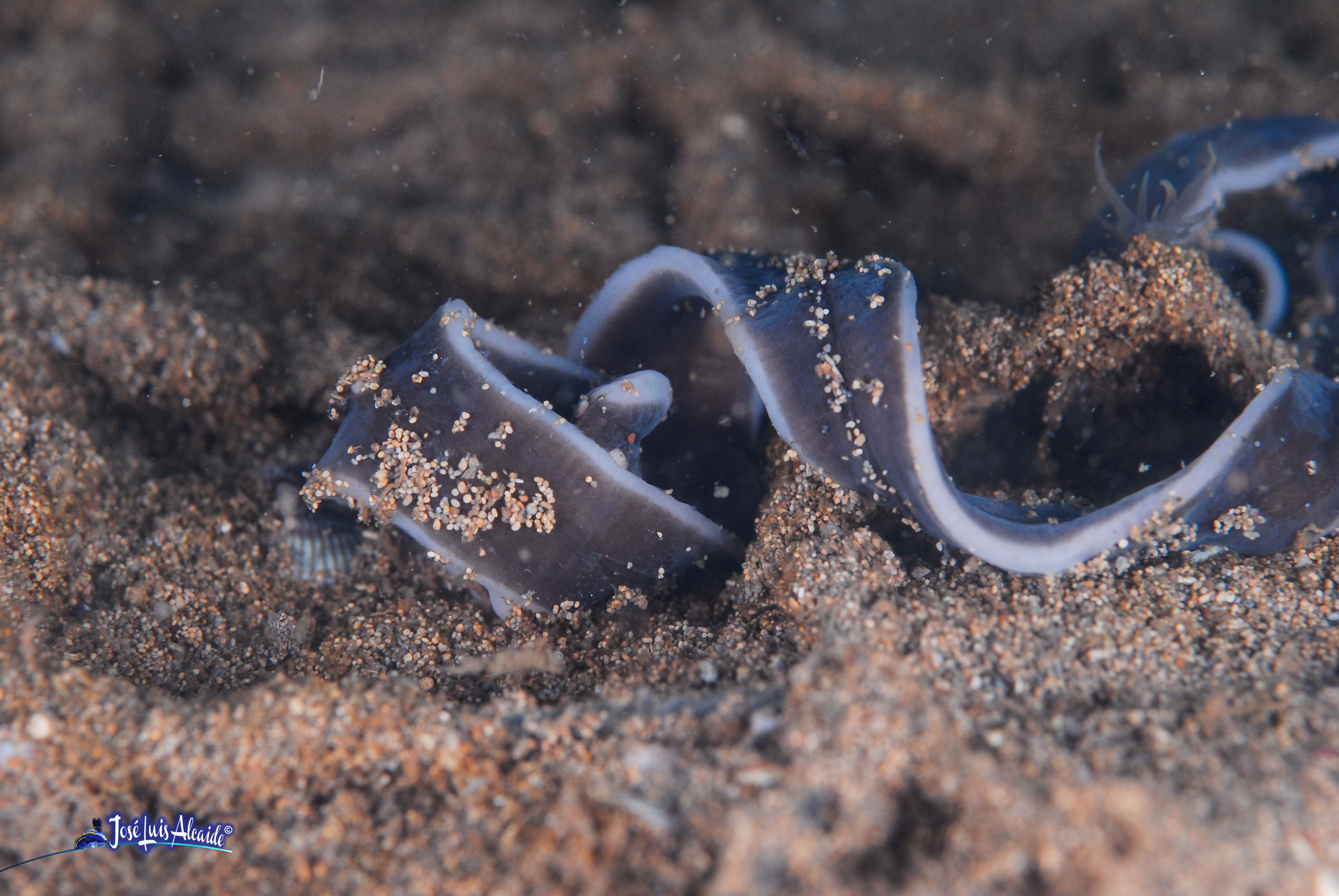 Cerebratulus marginatus gusano cinta