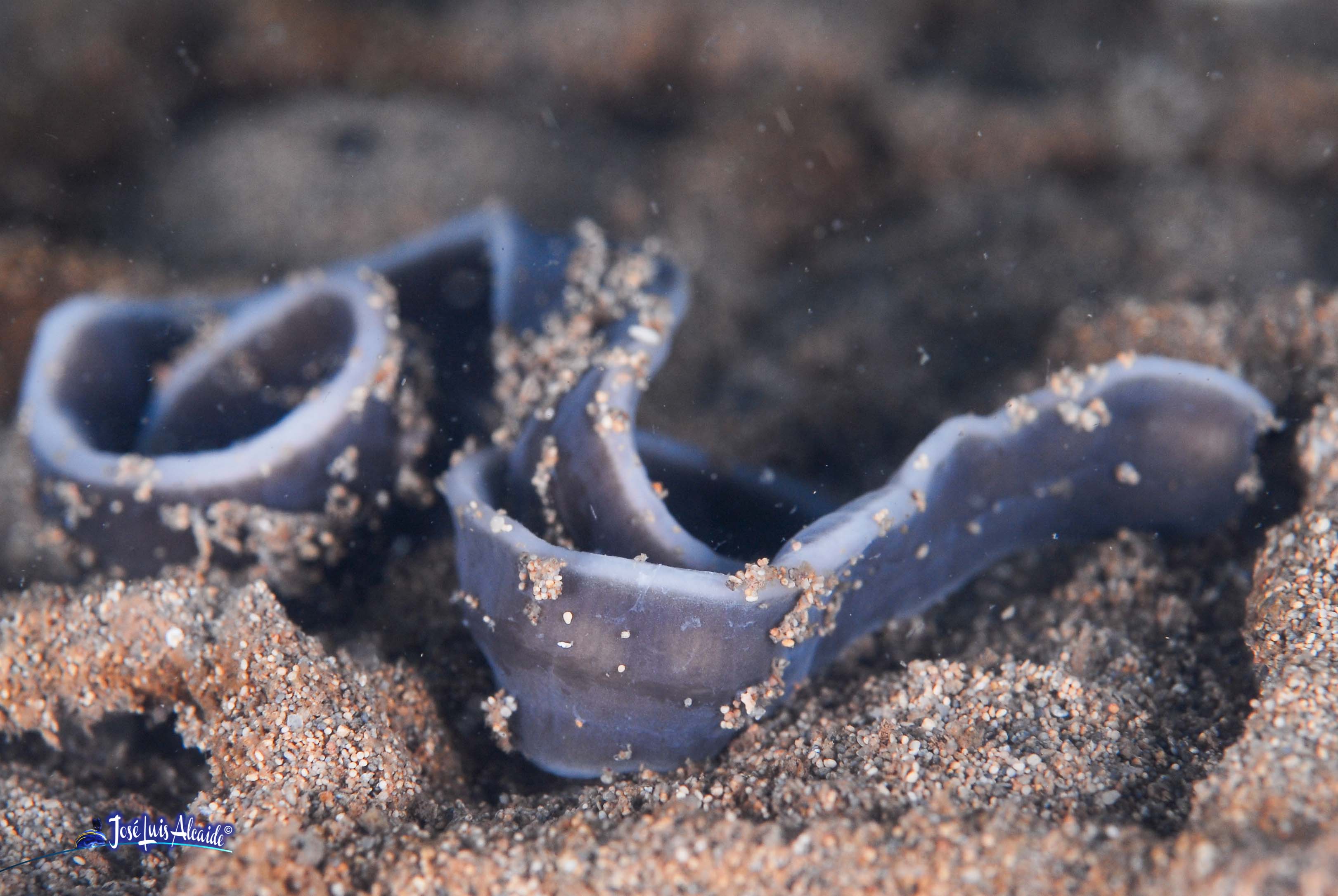 Cerebratulus marginatus gusano cinta