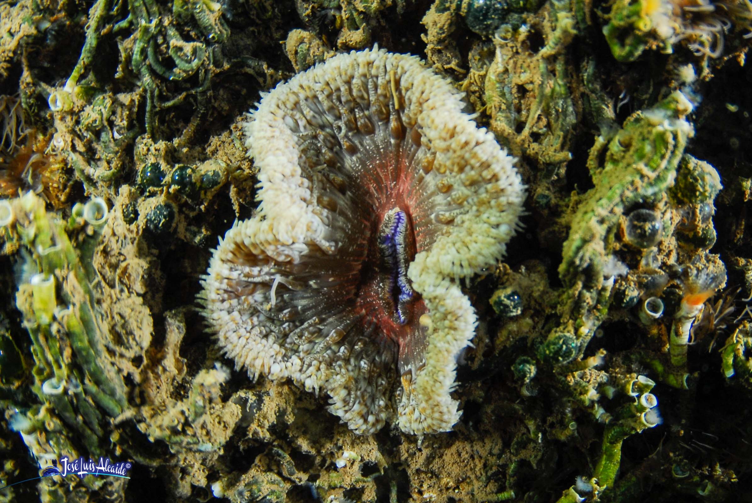 Cereus pedunculatus