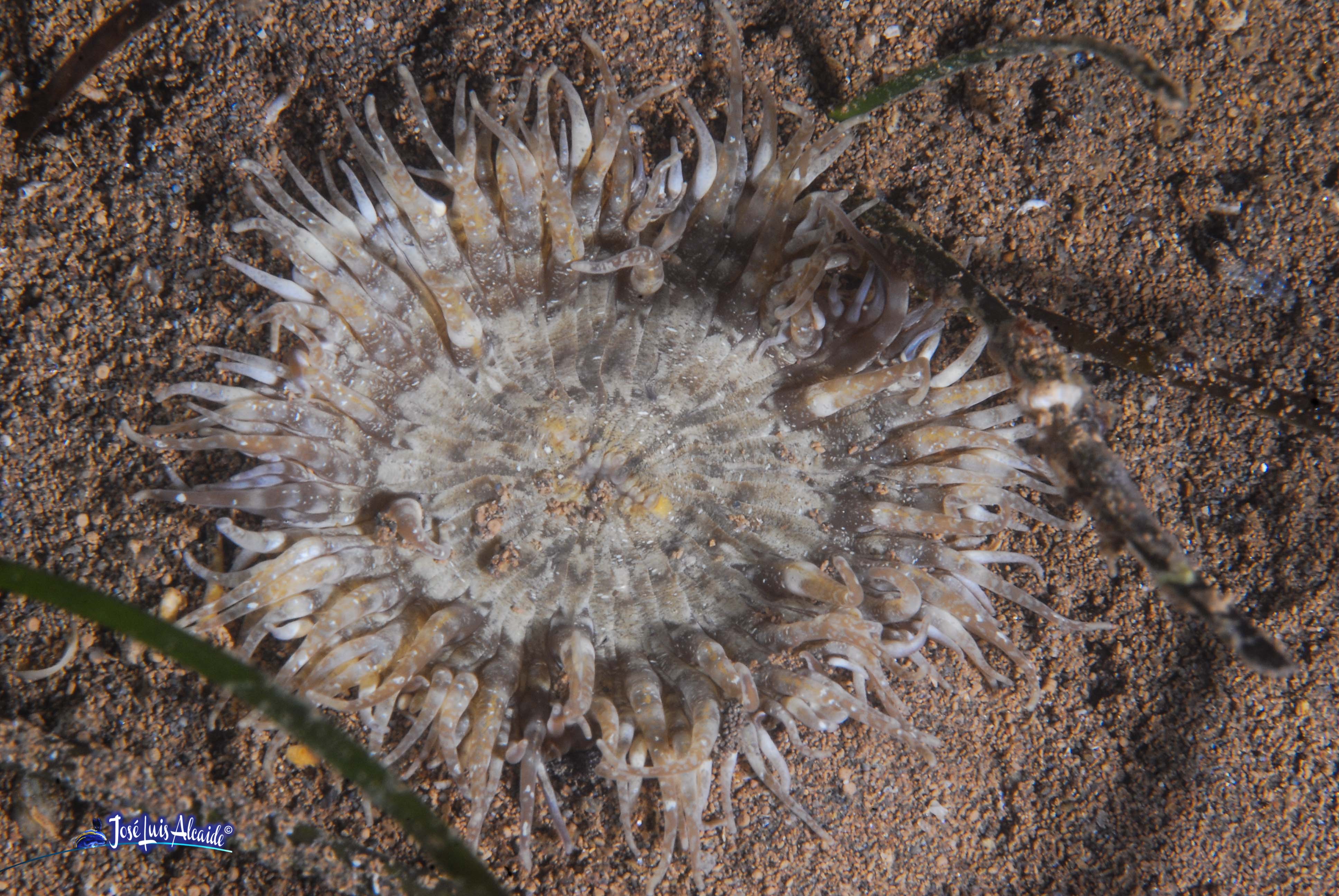 Cereus pedunculatus