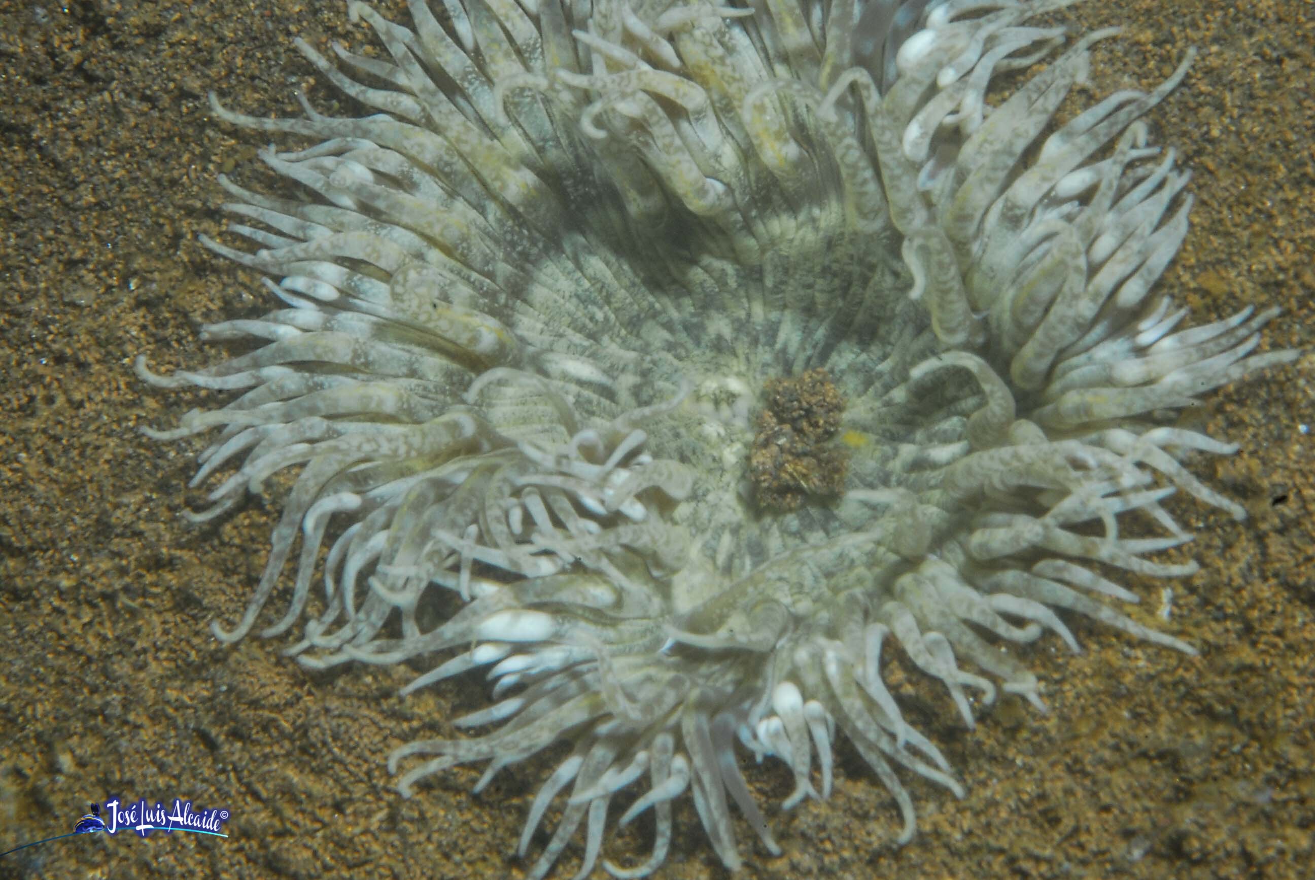 Cereus pedunculatus
