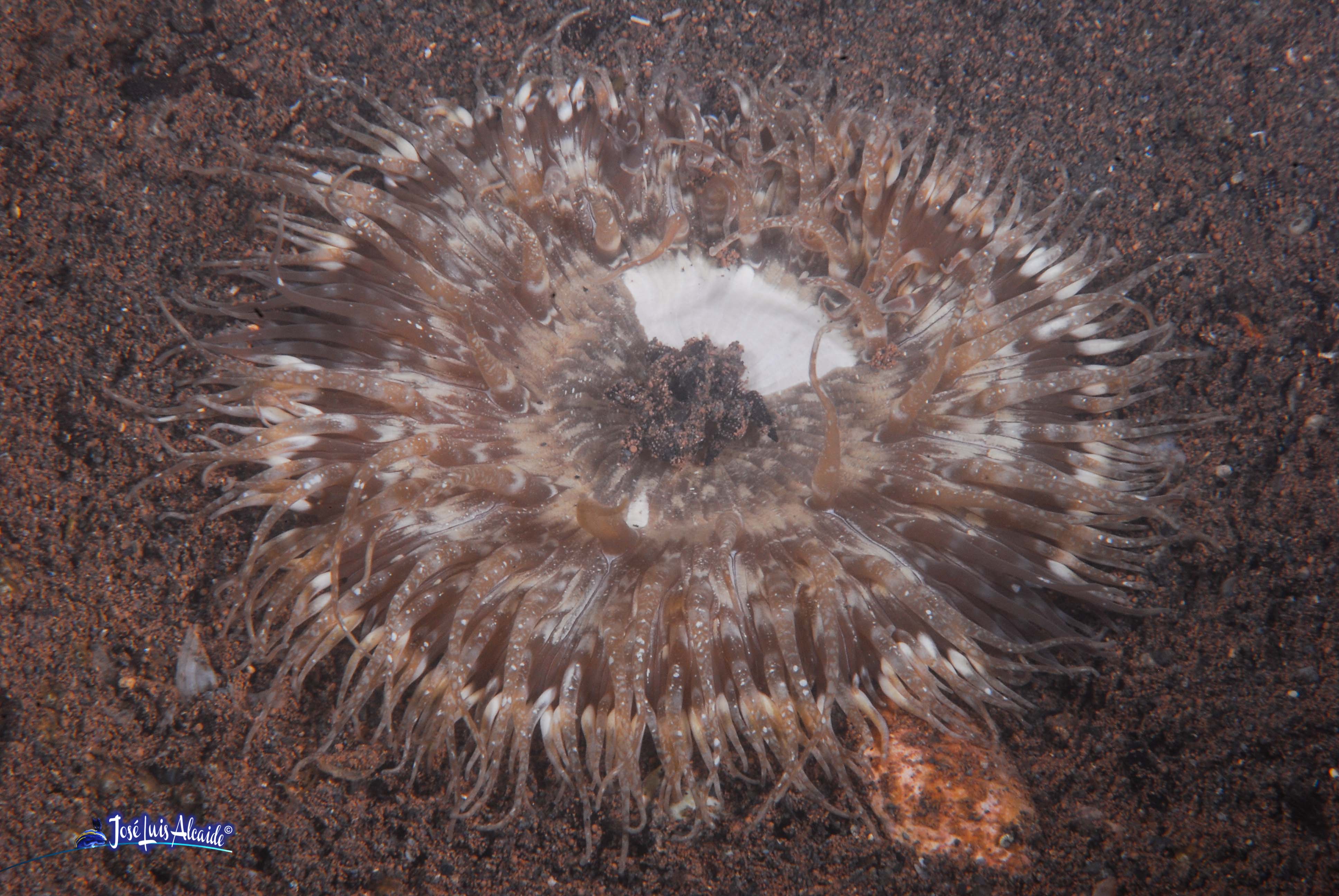 Cereus pedunculatus