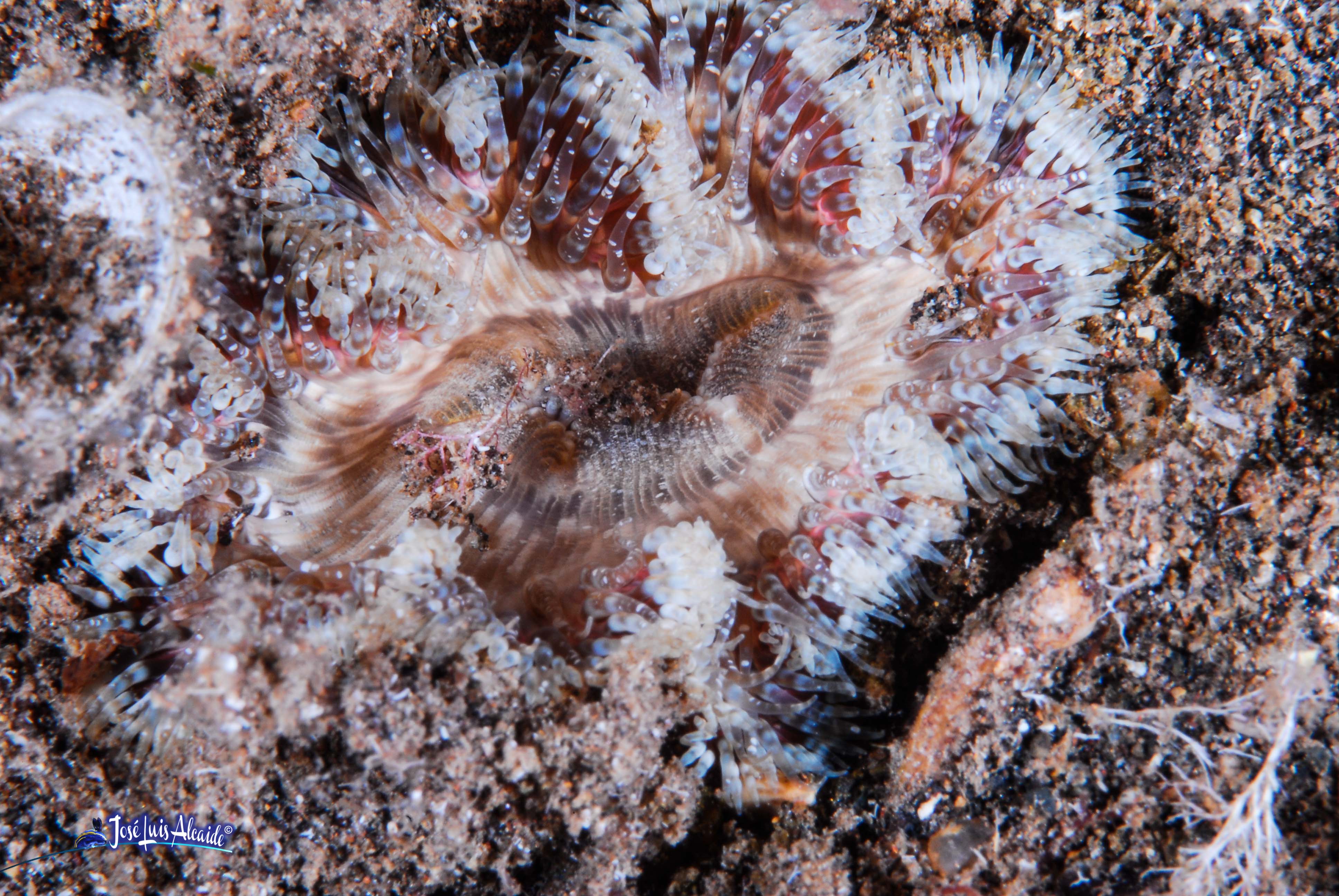 Cereus pedunculatus
