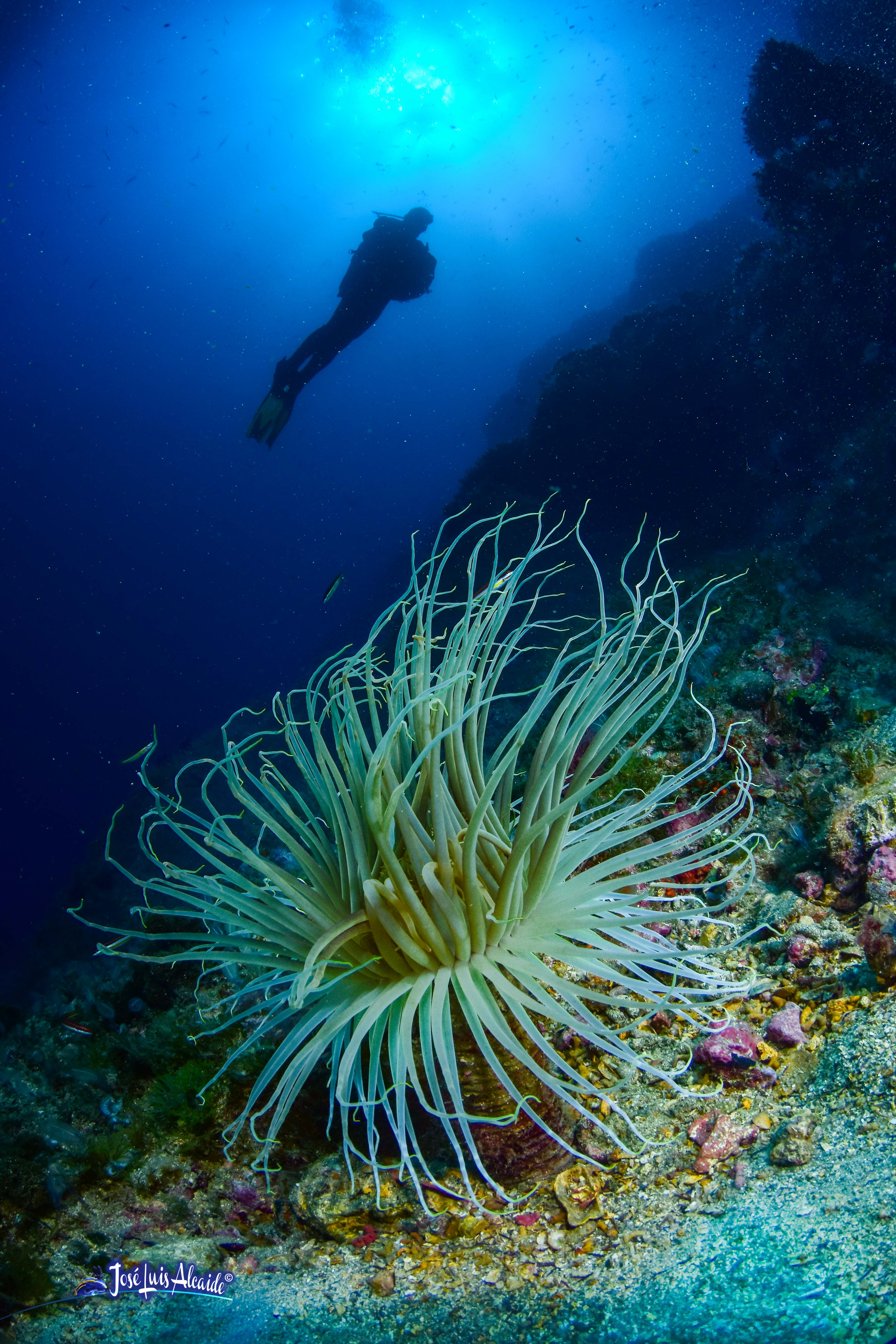 Cerianthus membranaceus cerianto