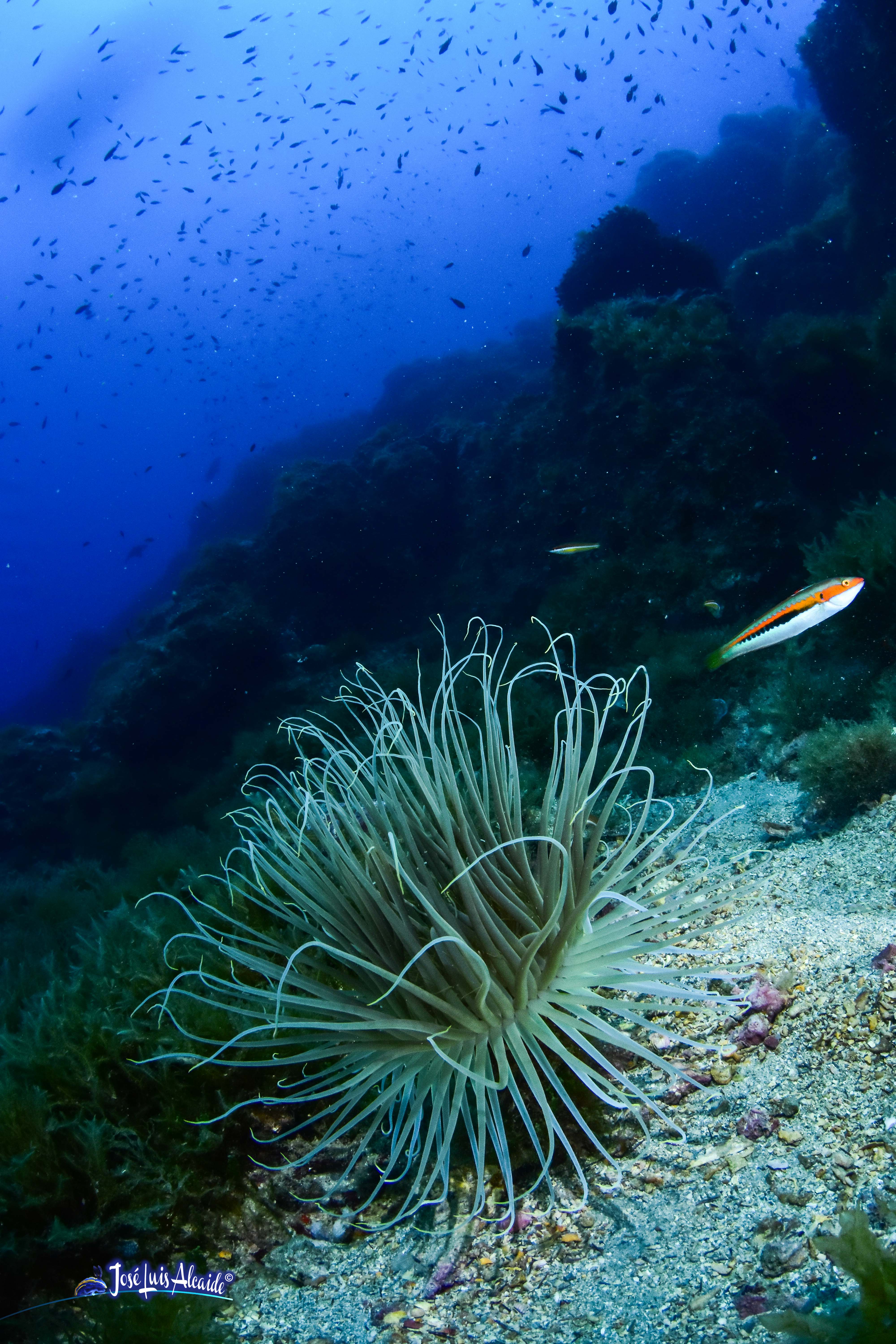 Cerianthus membranaceus cerianto