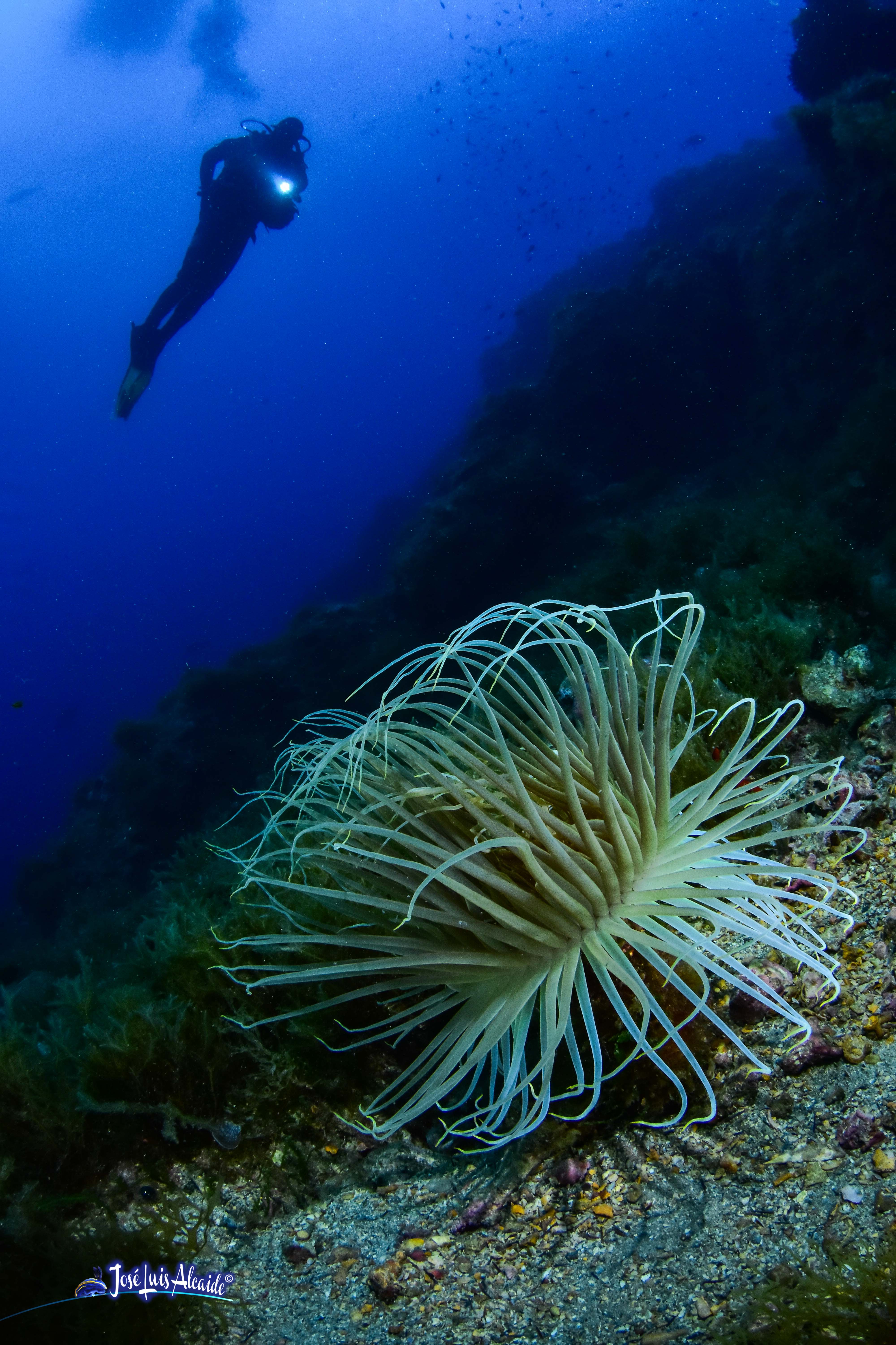 Cerianthus membranaceus cerianto